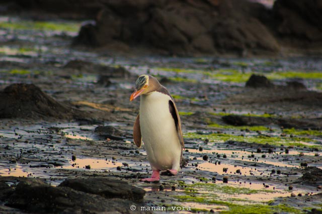 penguins, catlin