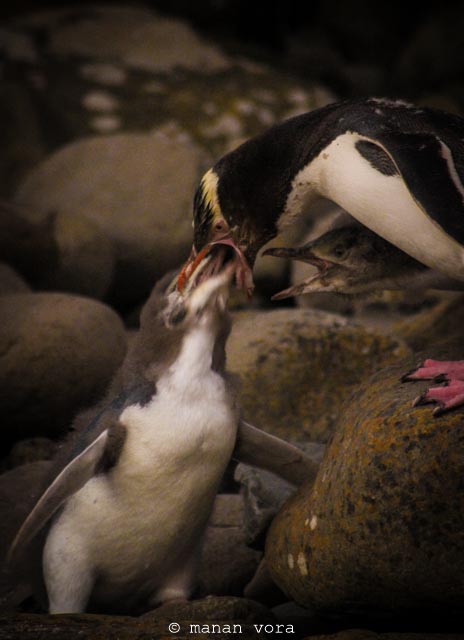 Yellow Eyed Penguins