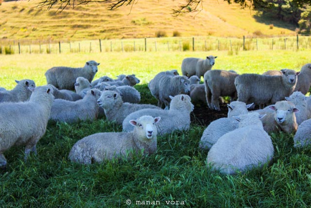 new zealander sheep
