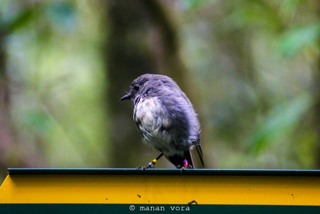 Wildlife, Stuart Island