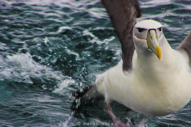 albatross, Stuart Island