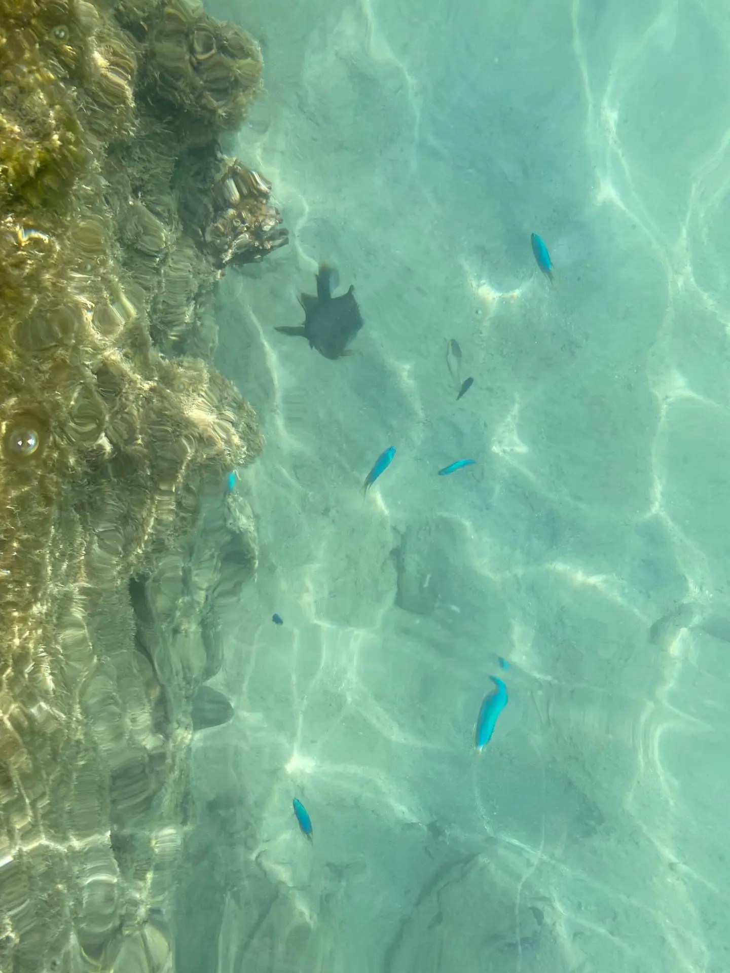 Fish at Hotel Fenua Mata’i’oa