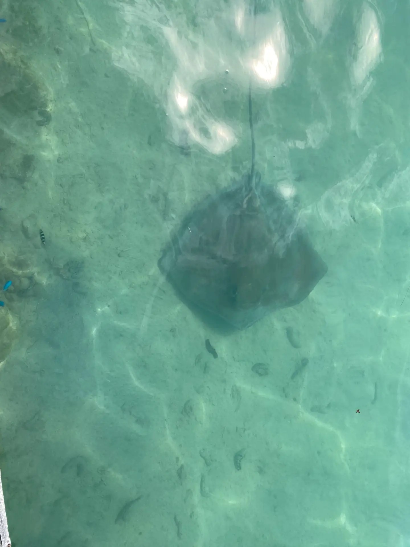 Stingray at Hotel Fenua Mata’i’oa, Moorea