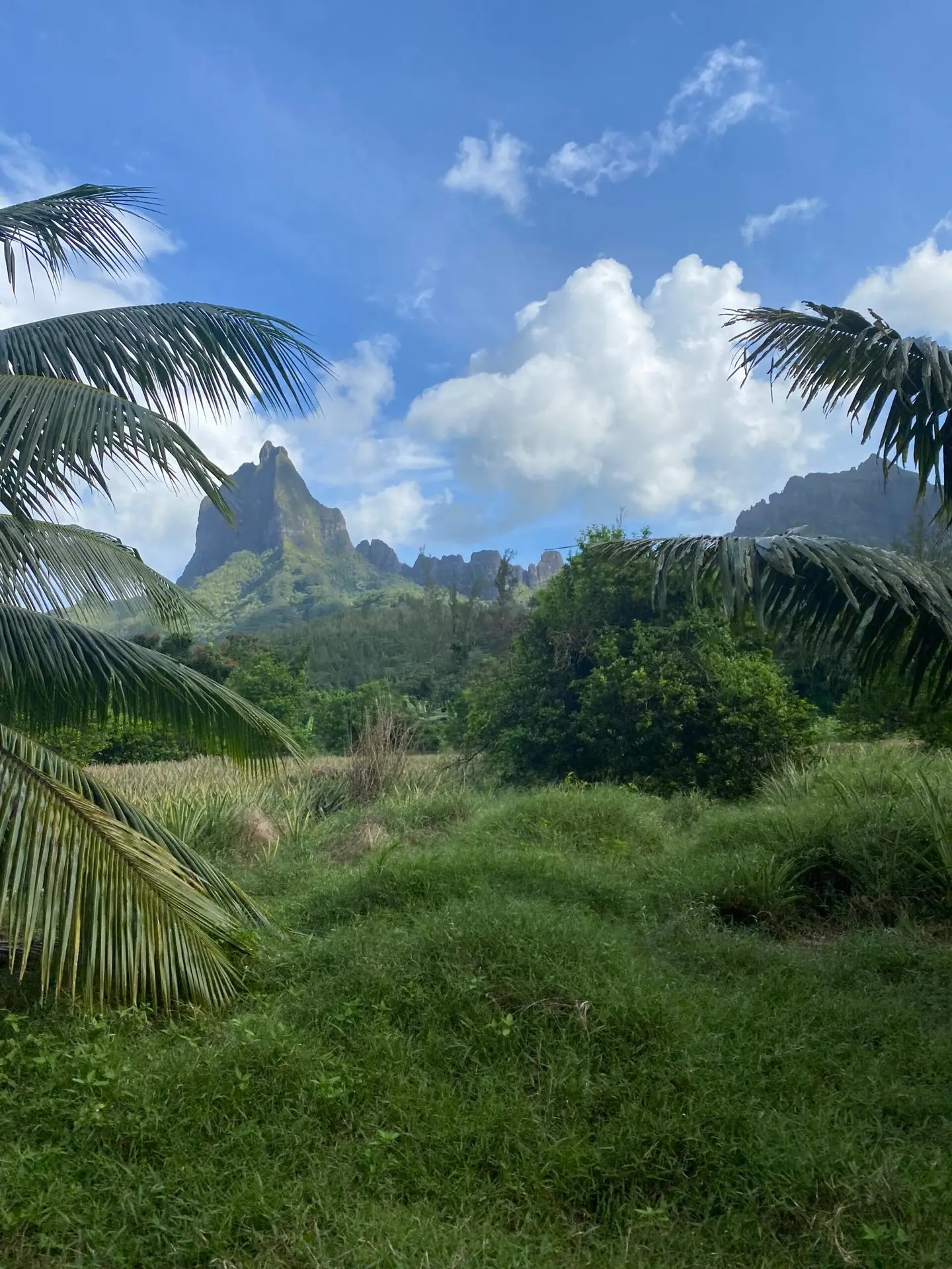 Mount Tohivea, Moorea