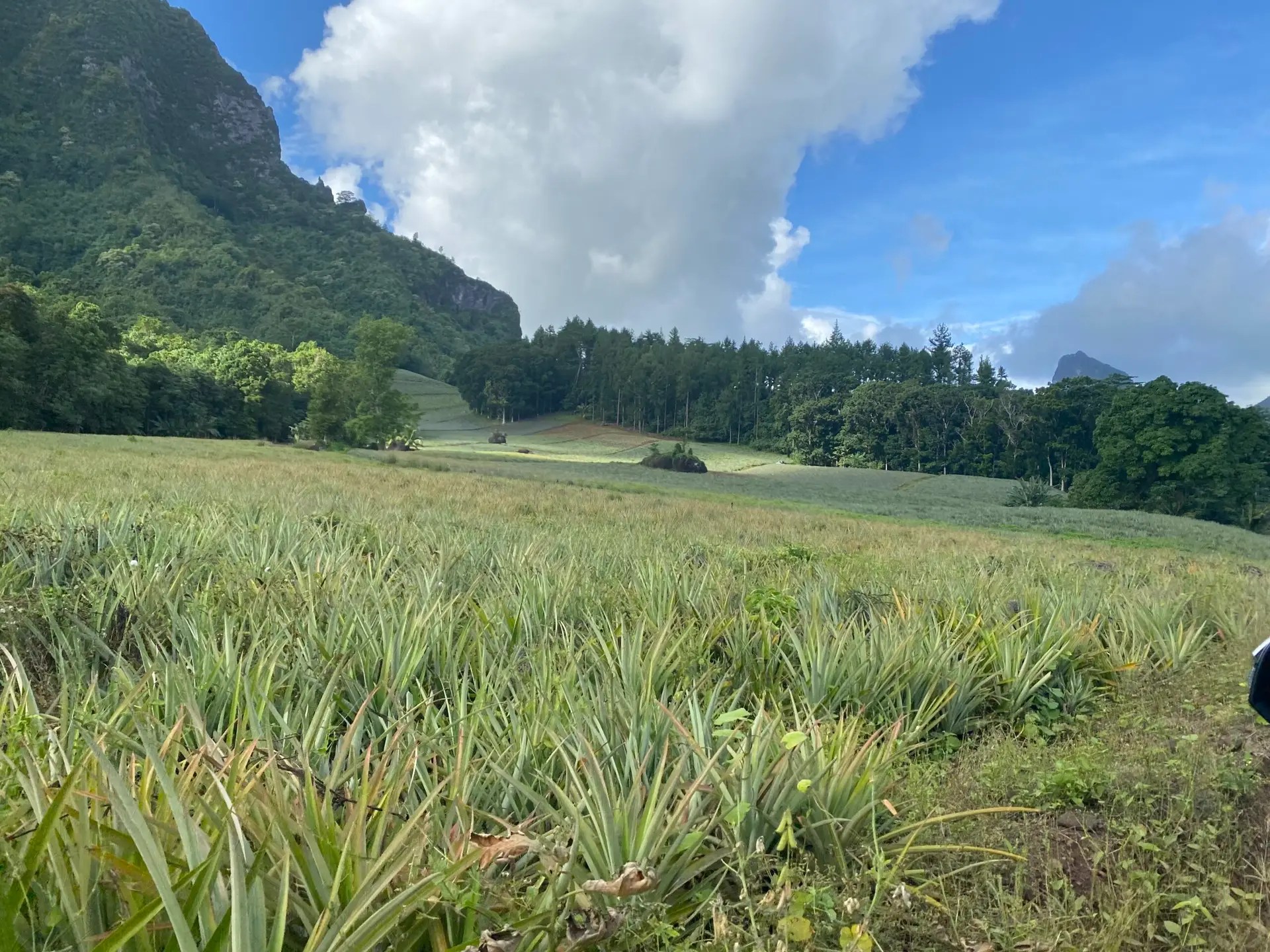 Driving with Heimata on Moorea