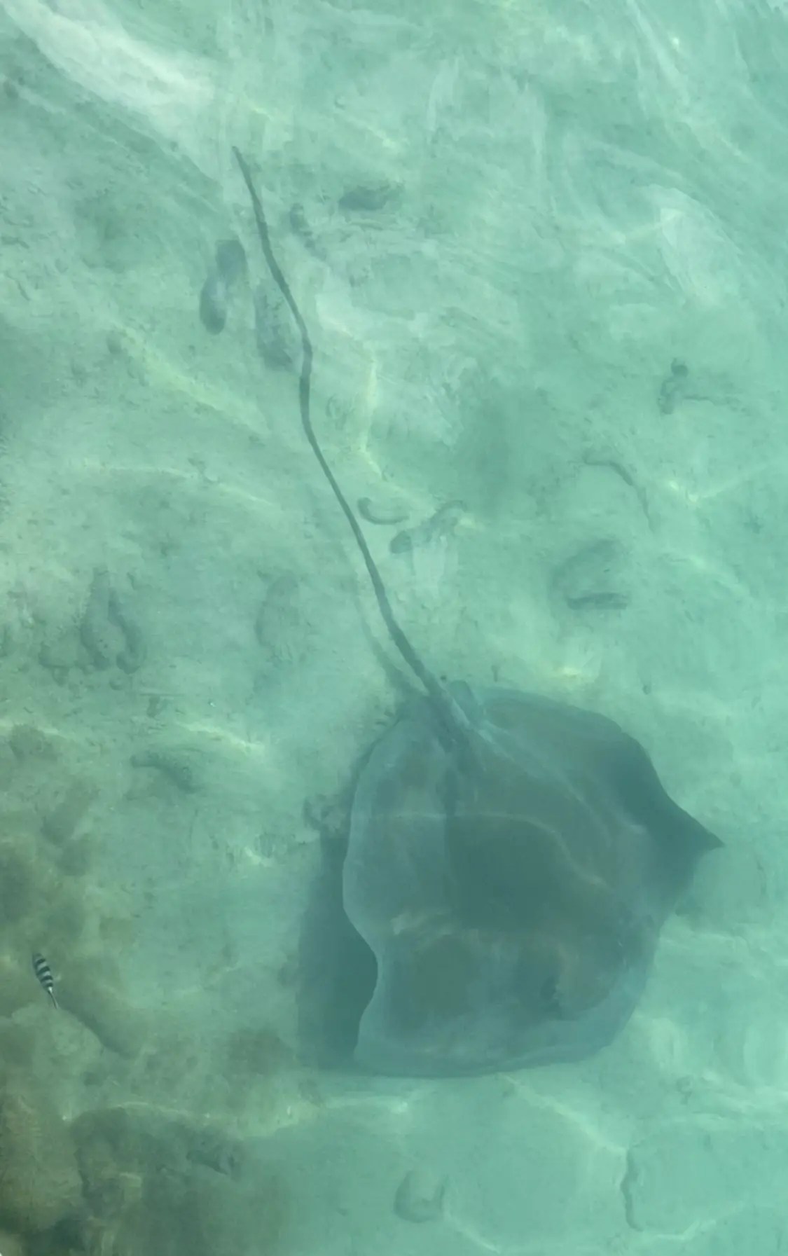 Stingray at Hotel Fenua Mata’i’oa, Moorea