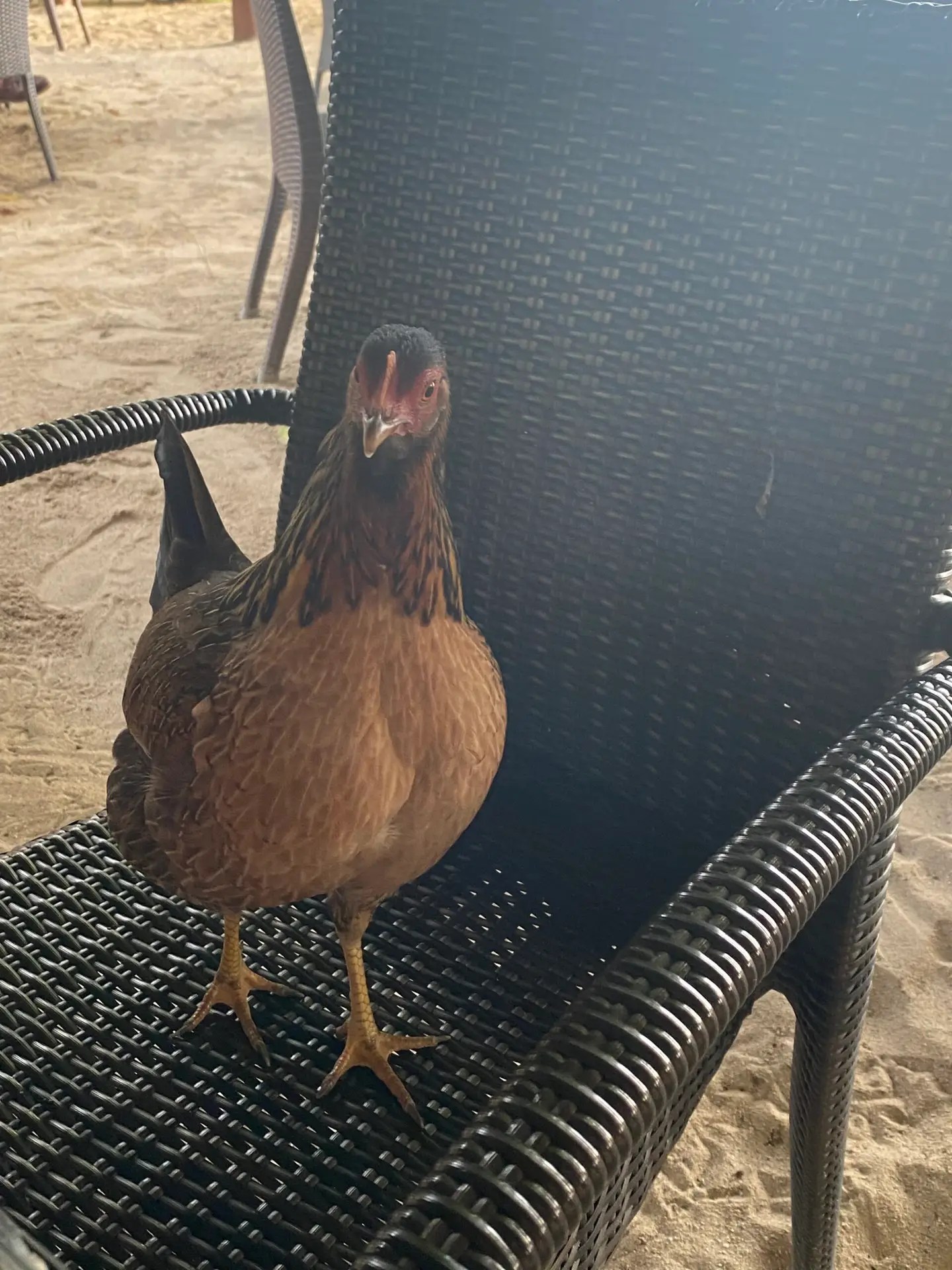 Le Mahana, our dinner guest