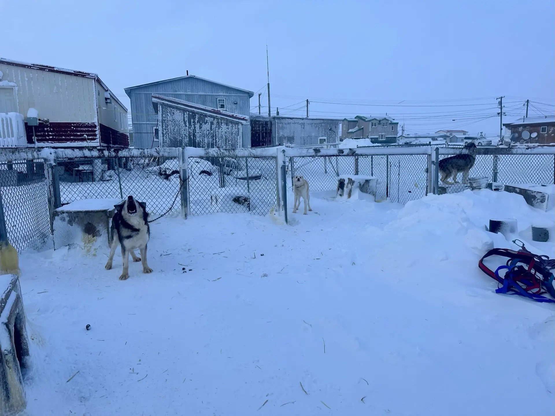 Attempt #2 at dogsledding