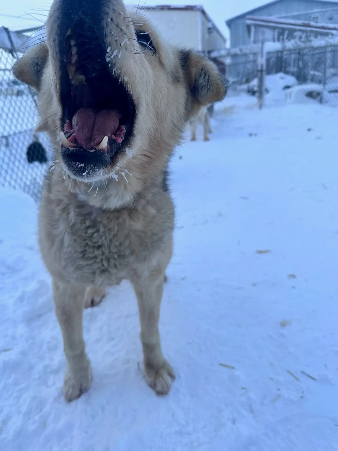 This dog is ready to go!