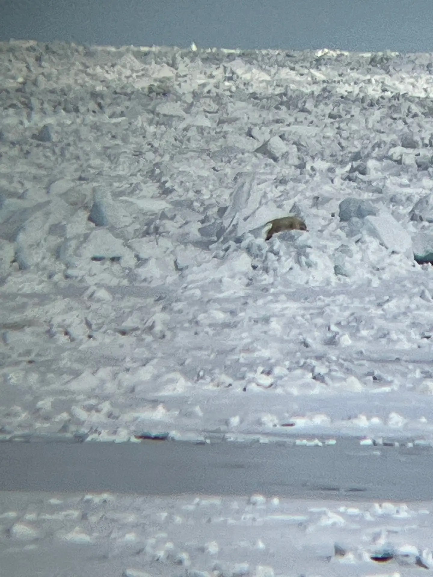 This is what a polar bear sleeping on the ice looks like…tricky!