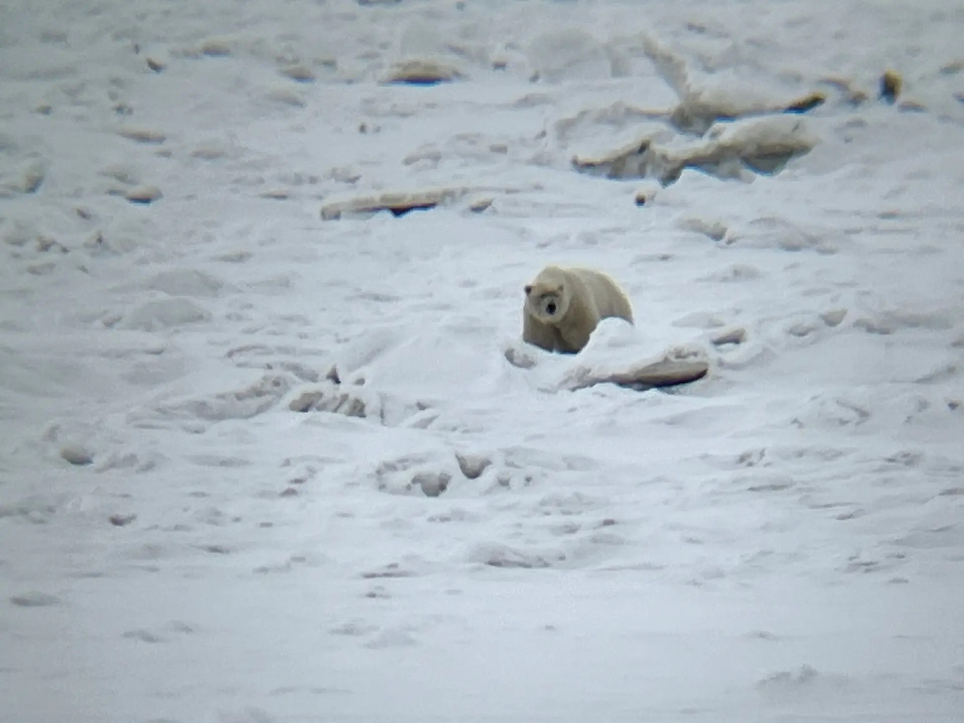 Polar bear #4: the nanuk trying to figure out who's watching her