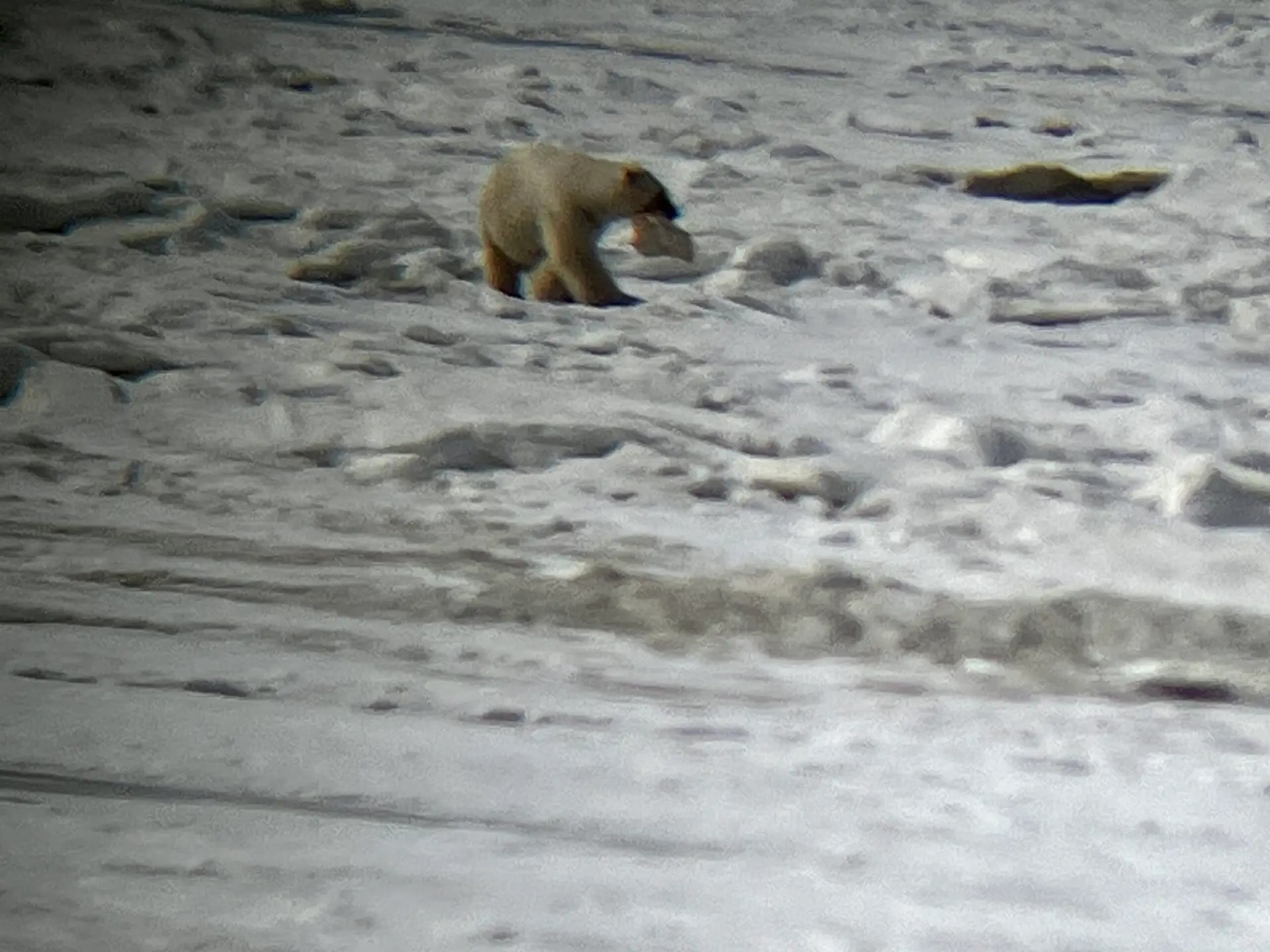 She found a big chunk ‘o somethin’ to munch on!