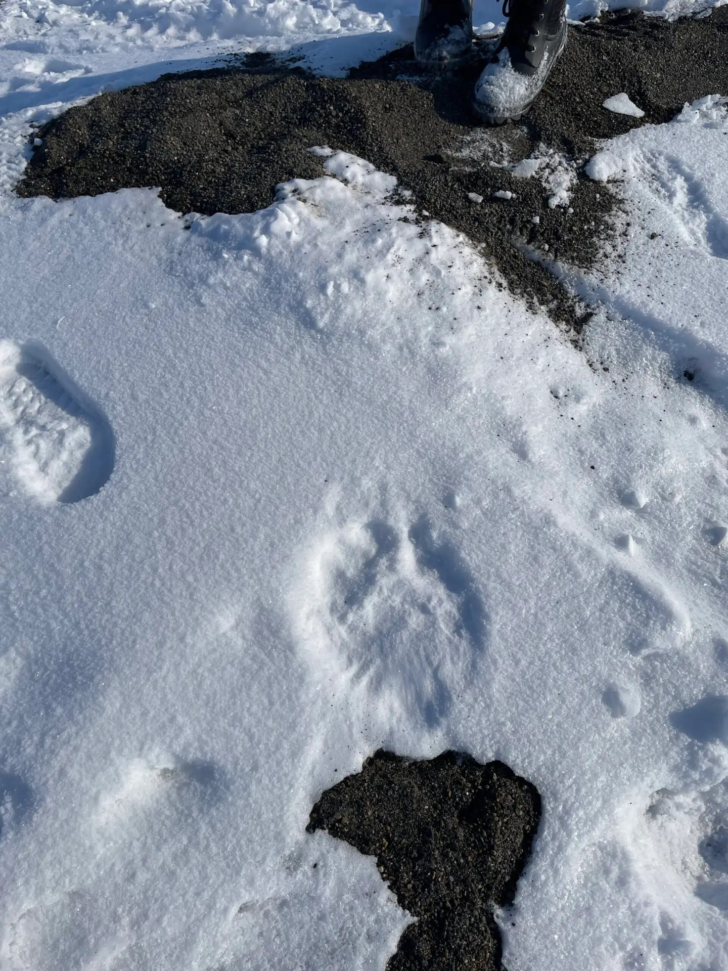 Started April 23 with some more good bear tracks