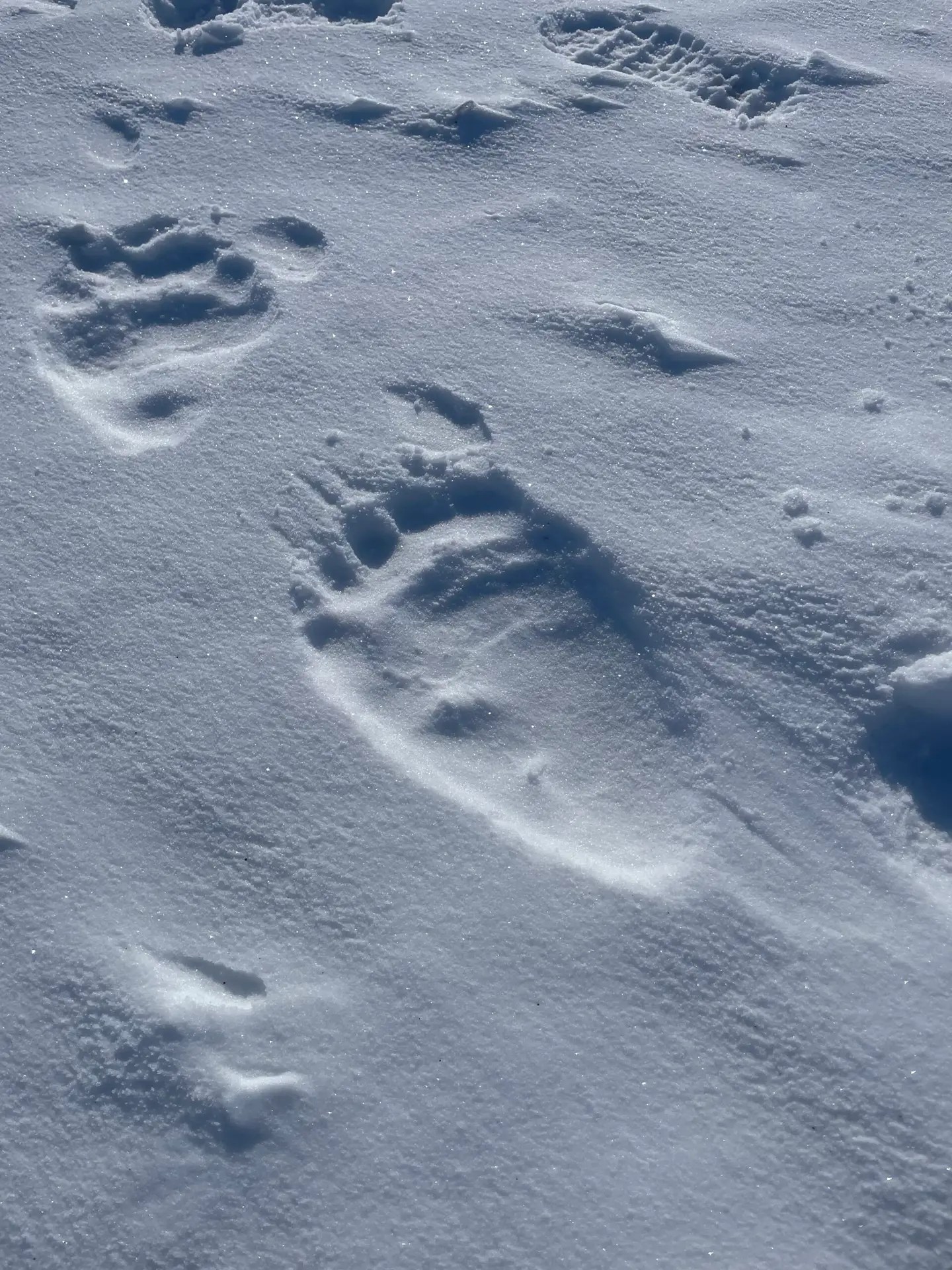 And this looks like Big Foot