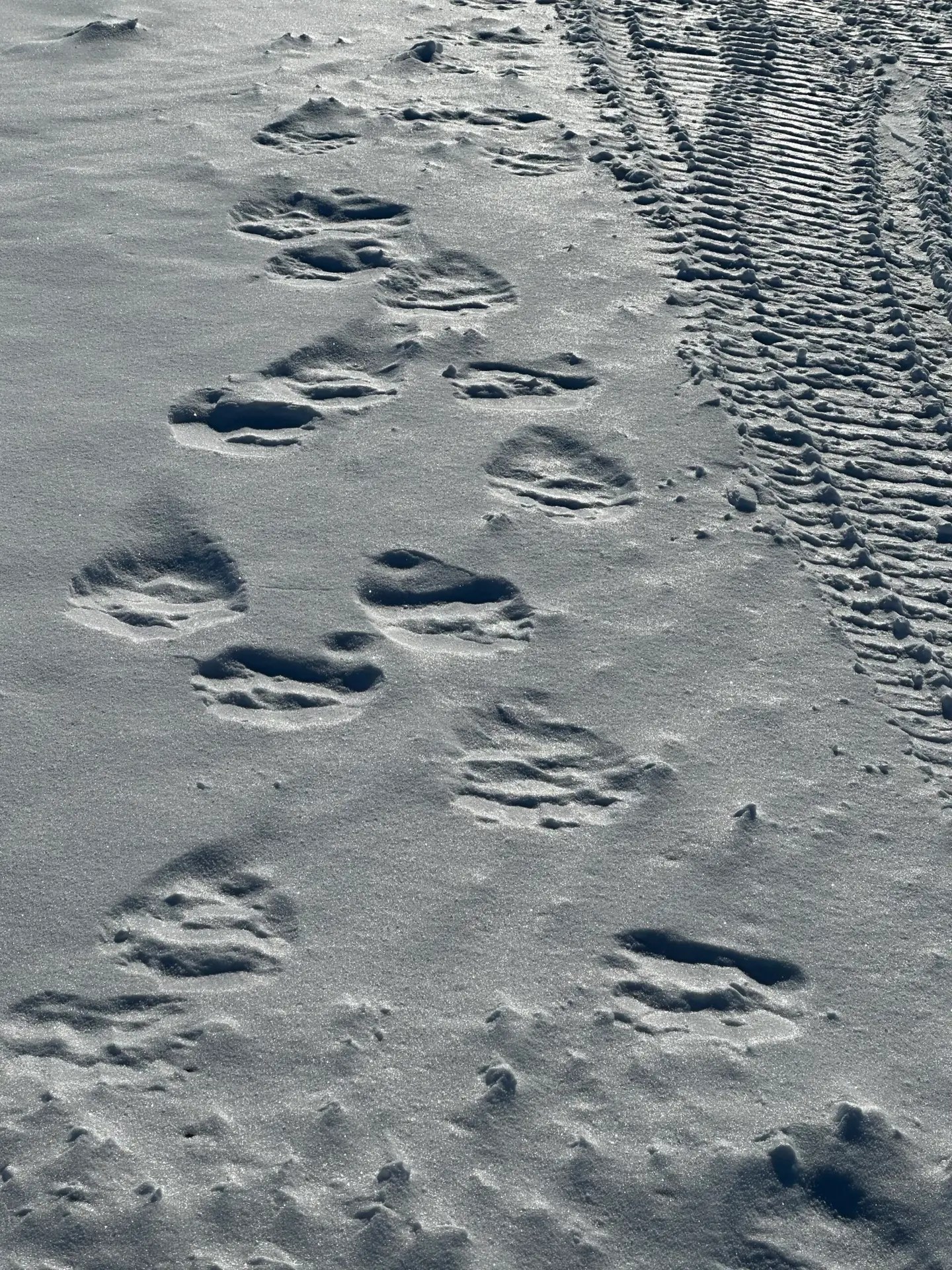On April 22, we found our first polar bear tracks!!!