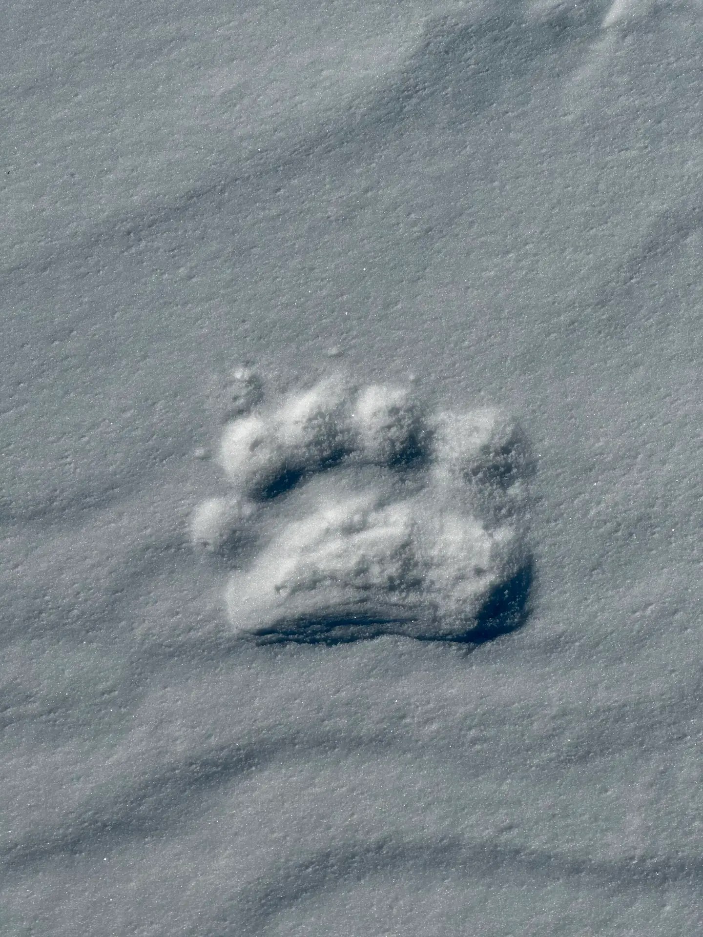 This is such a cute little paw