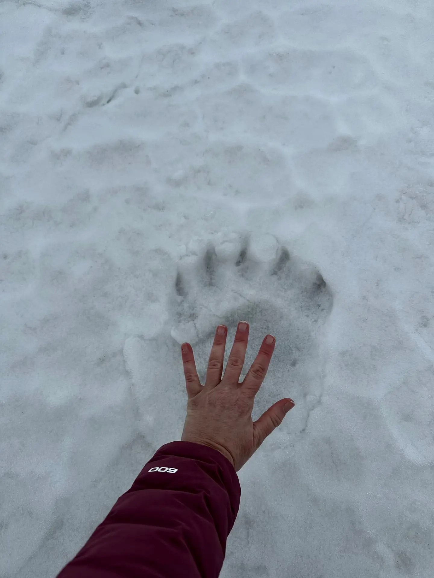 I would not want to meet this paw up close and personal