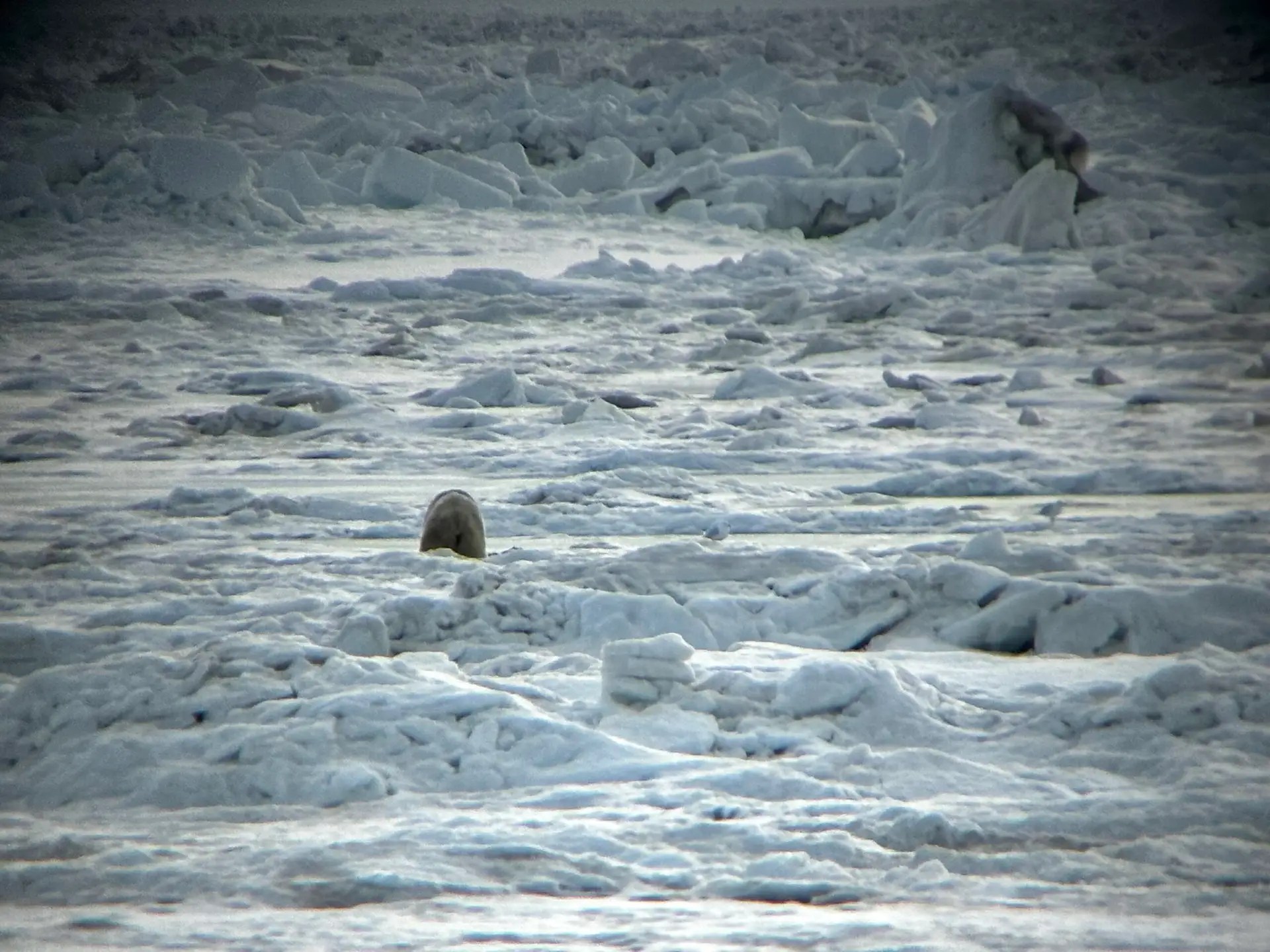 If you’ve ever wondered what polar bear butt looks like, here ya go!