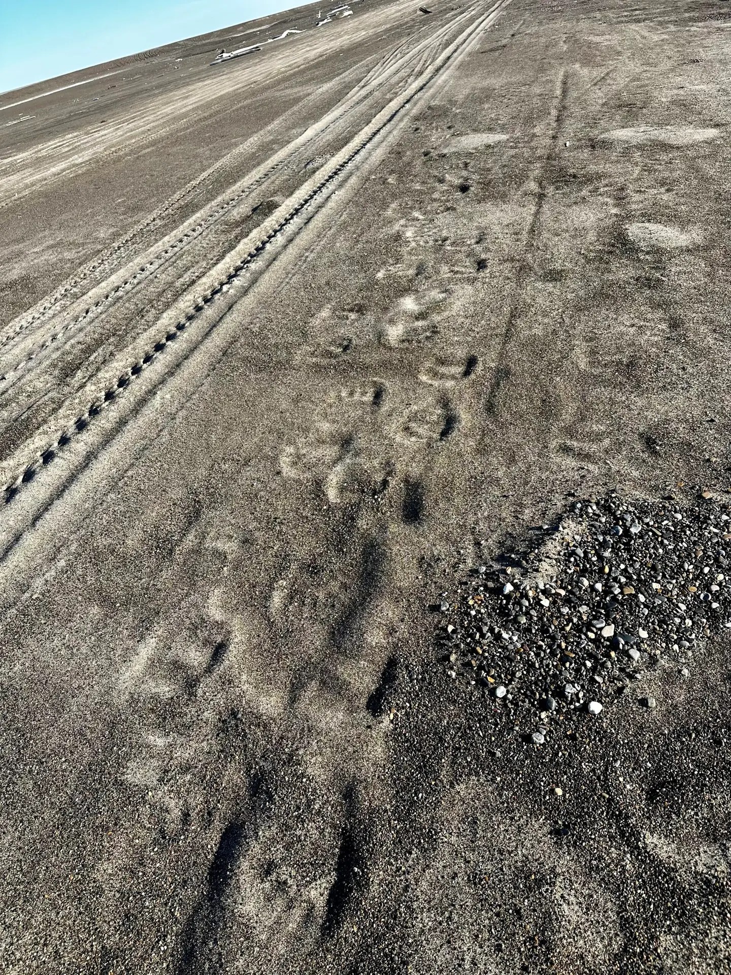 Bear tracks on the spit