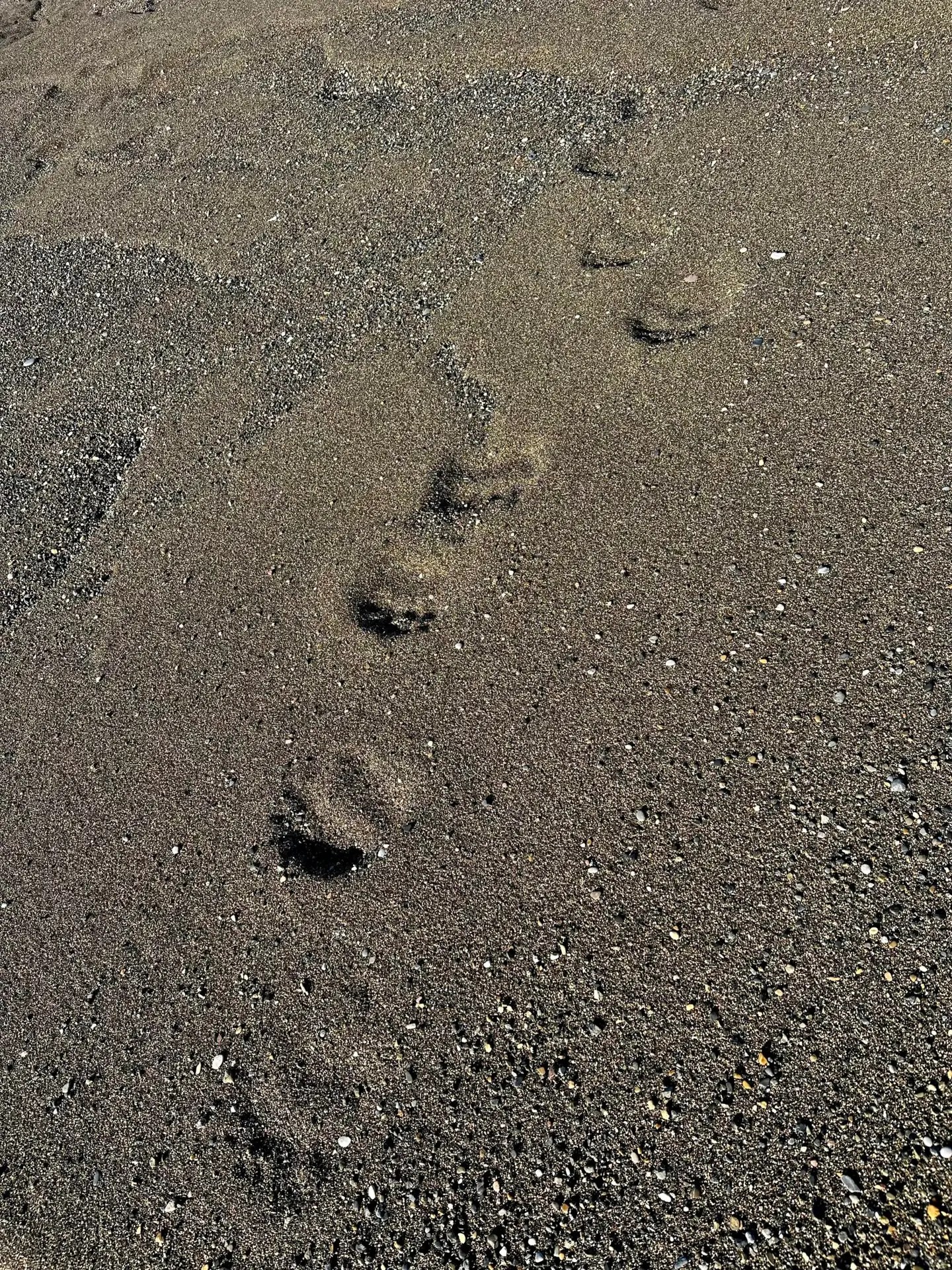 Polar bear tracks are harder to spot in sand/mud