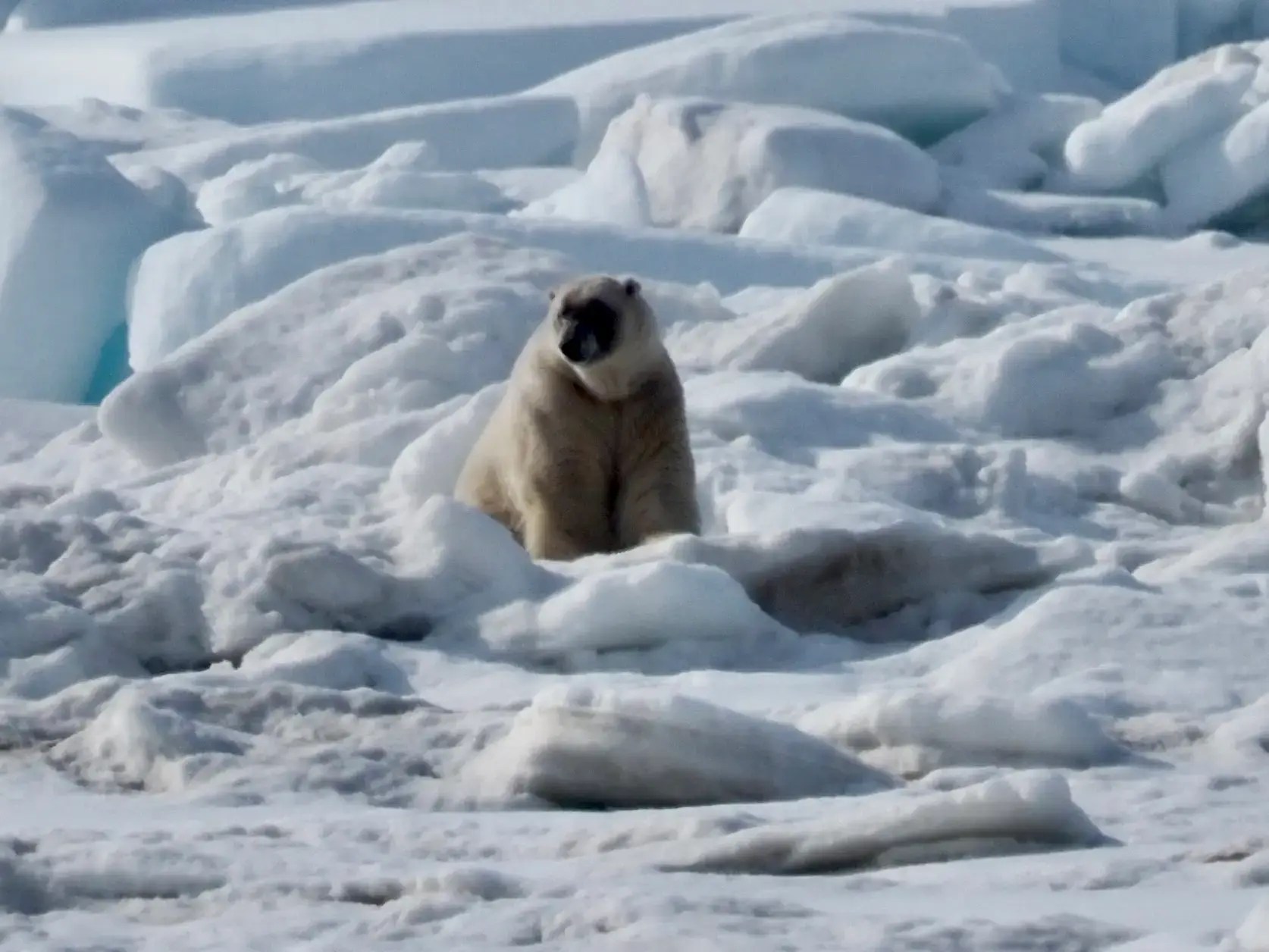 Isn’t that she a pretty little polar bear?!
