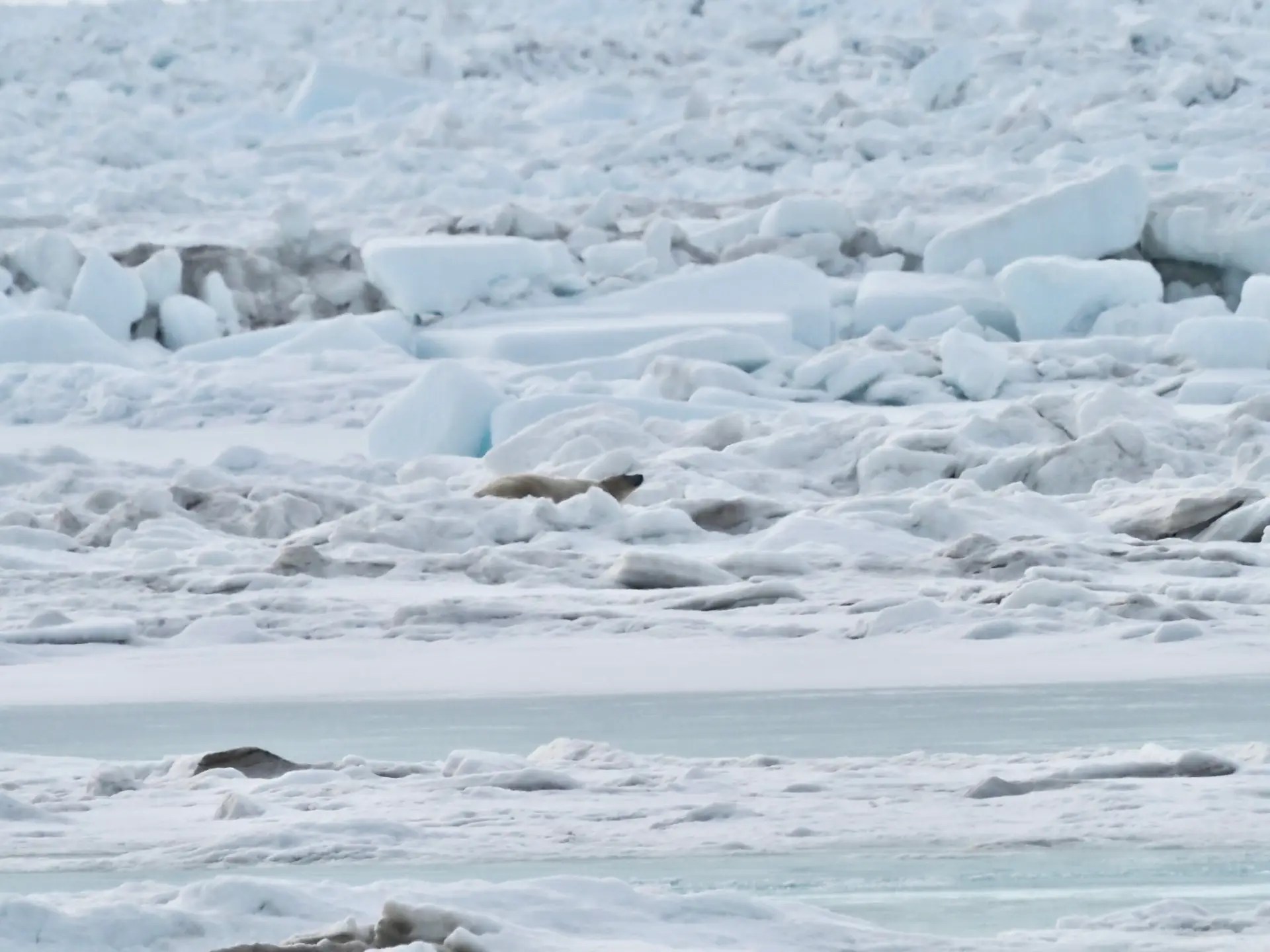 And she's starting to wake back up. I never would have dreamed I'd be so fascinated with watching a polar bear sleep.