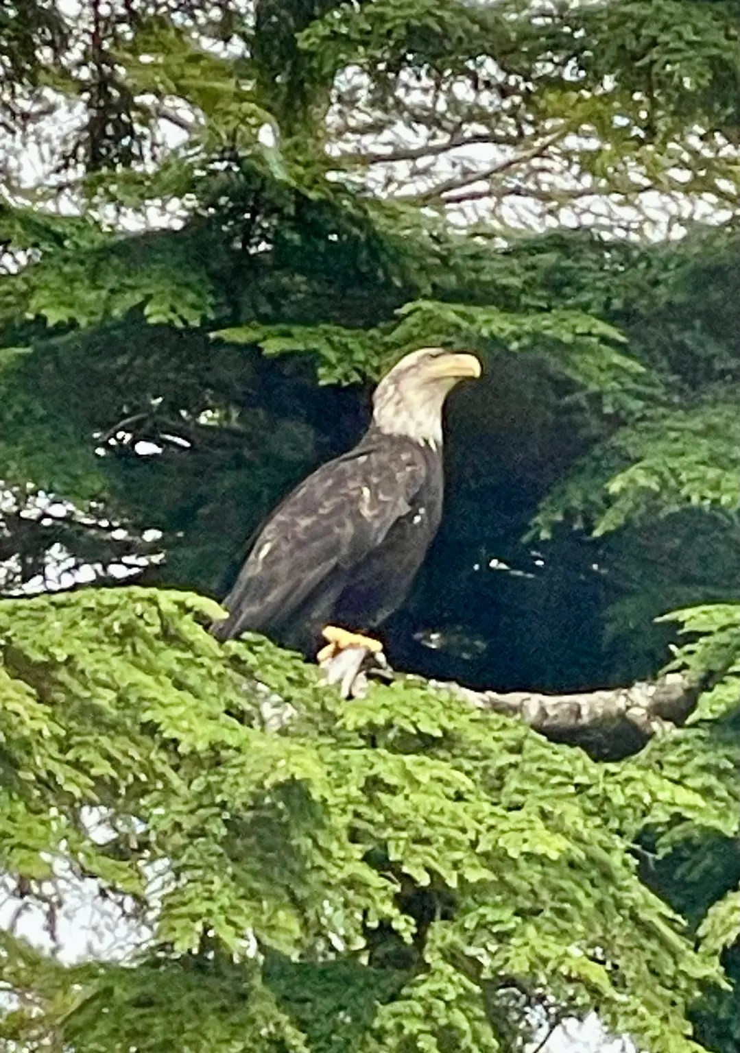 Bald eagle in front of Krystal's place