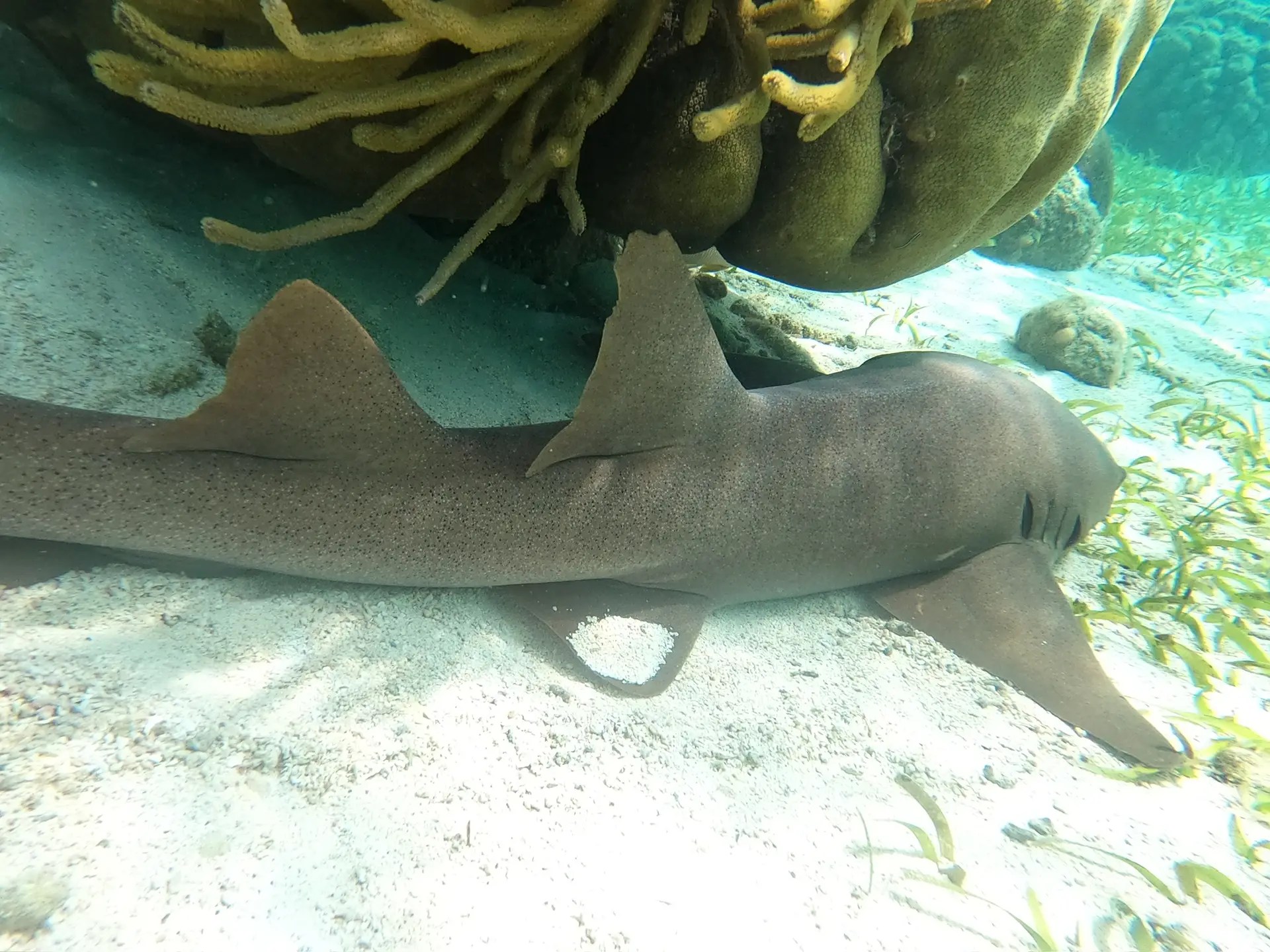 Photo courtesy of Island Dream Tours