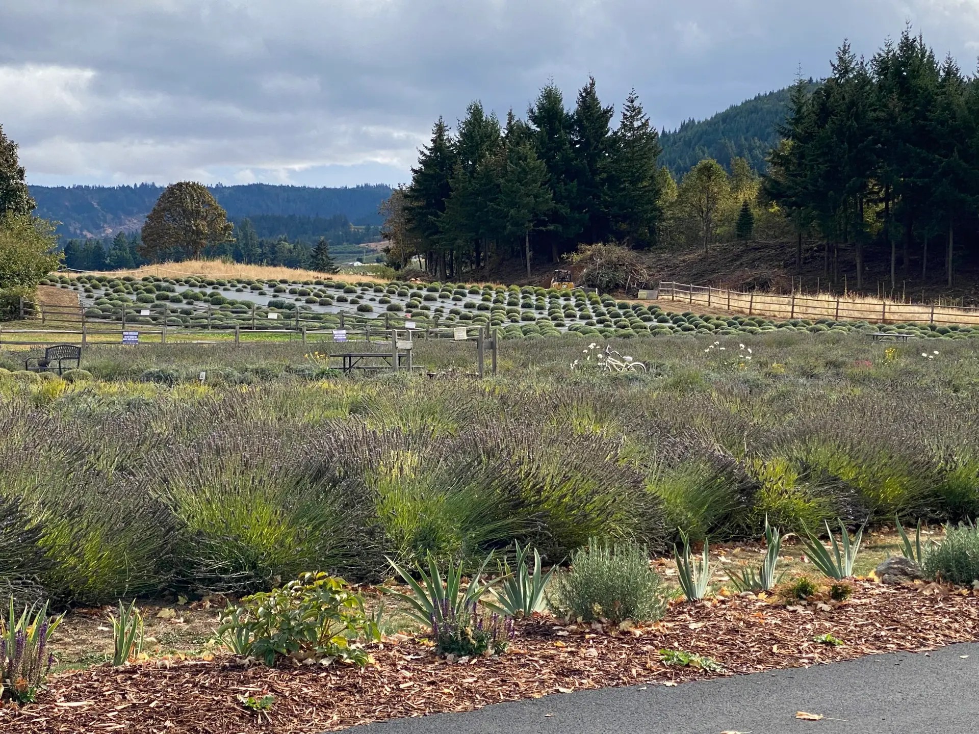 Lavender farm