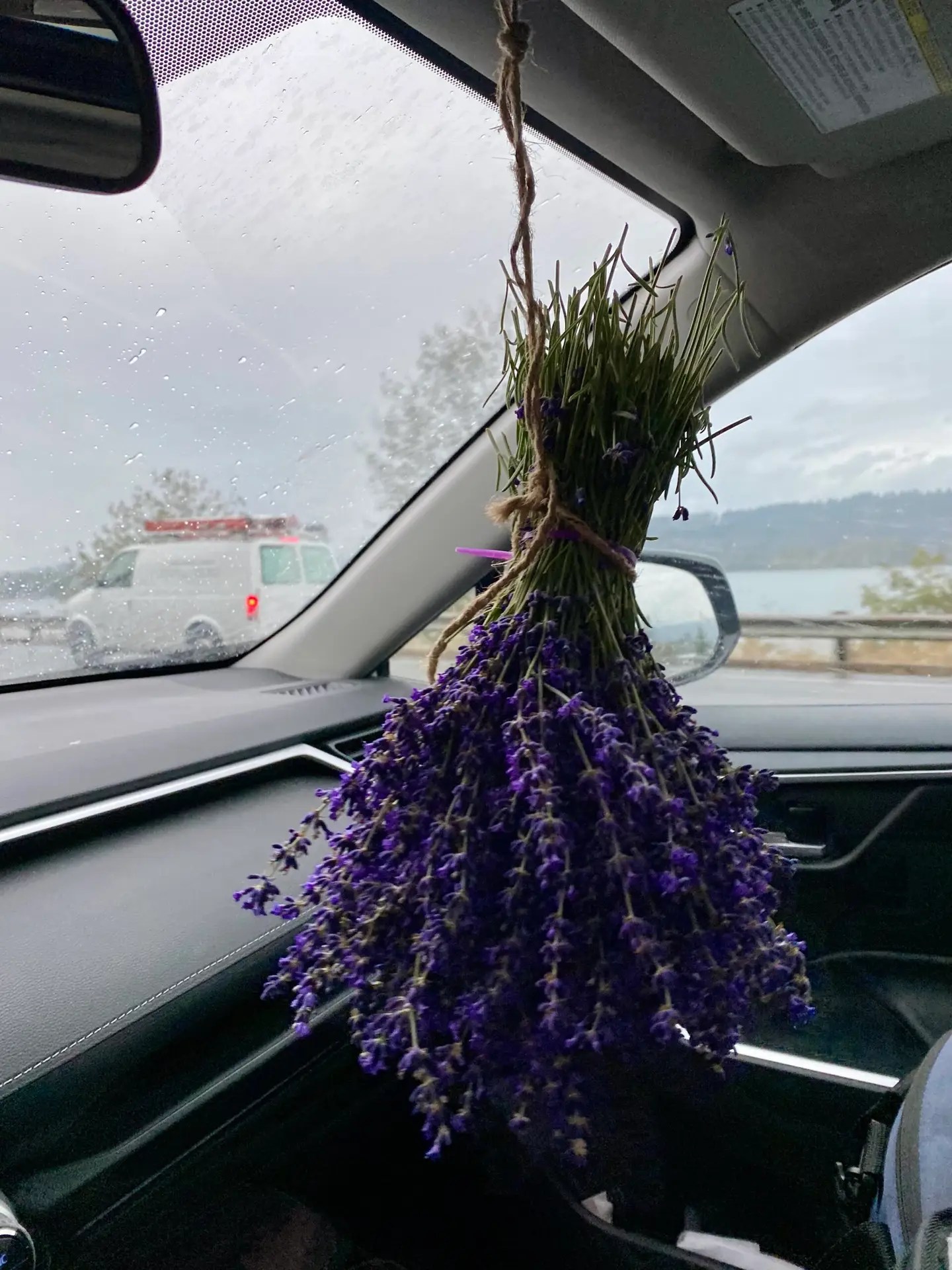 My fresh-picked lavender