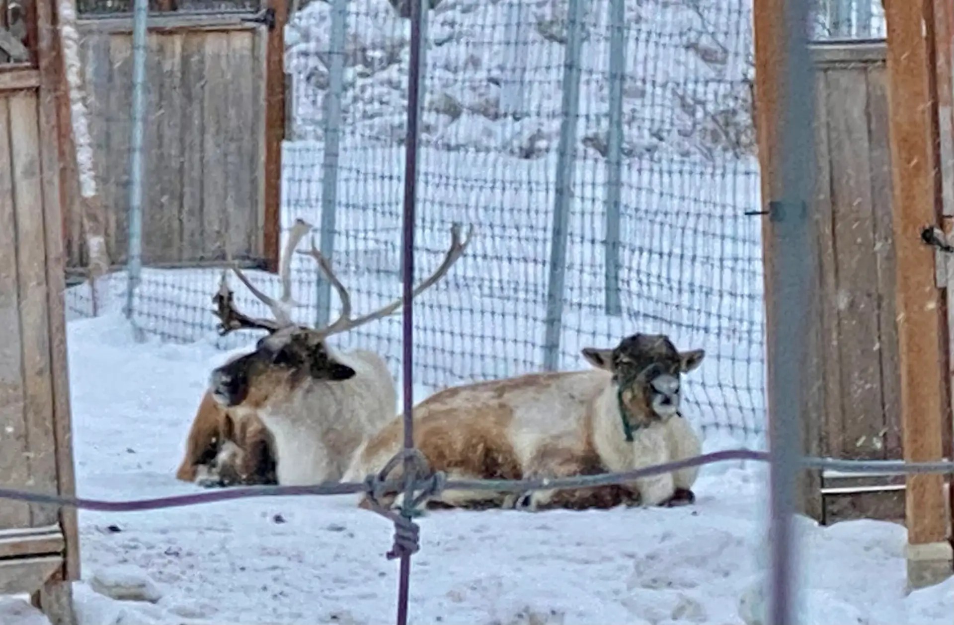 Reindeer at the Santa Claus House