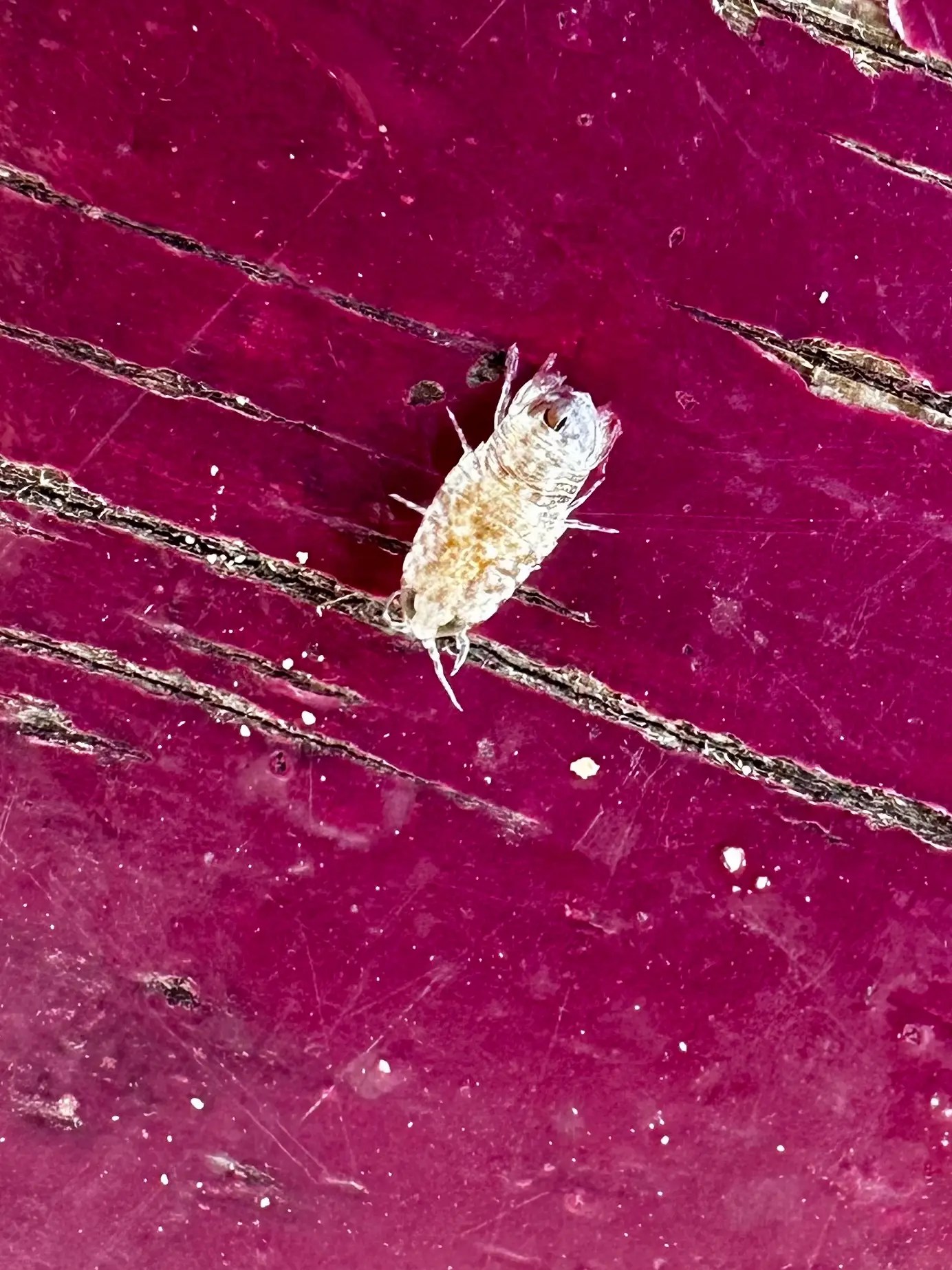 These little things kept sticking to me and biting me at Secret Beach 😡