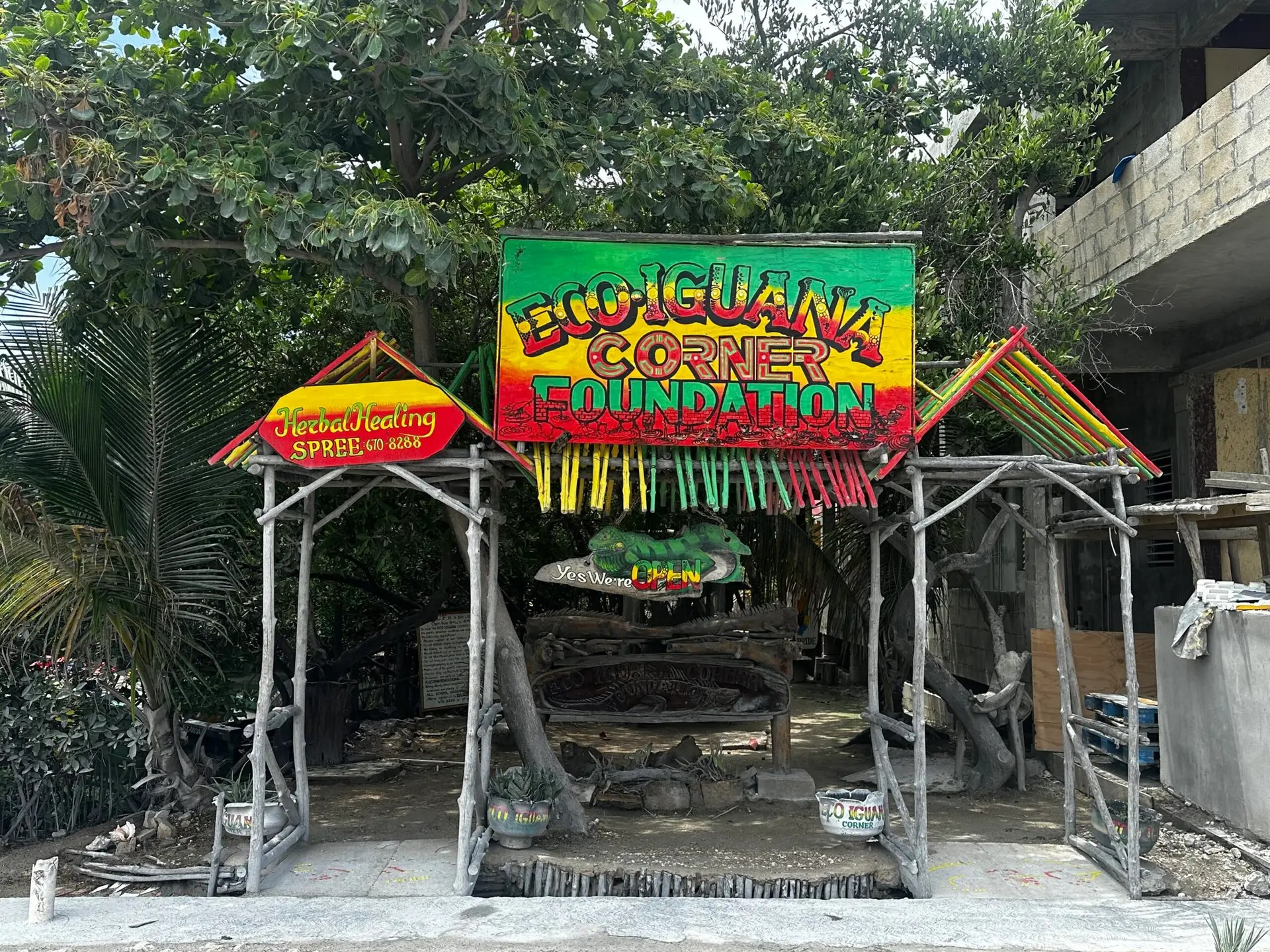 The iguana sanctuary