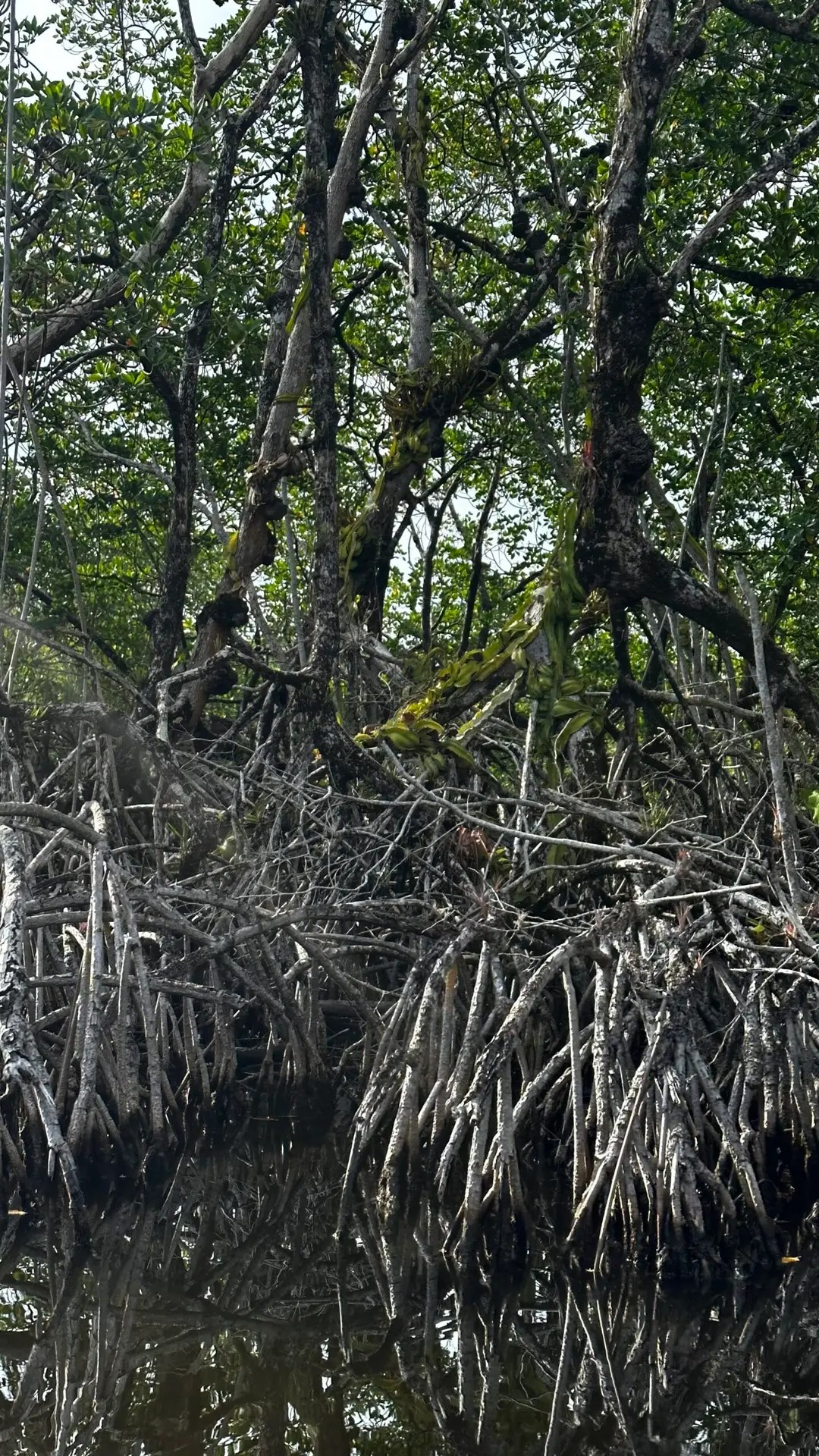 Mangrove trees along the Northern River