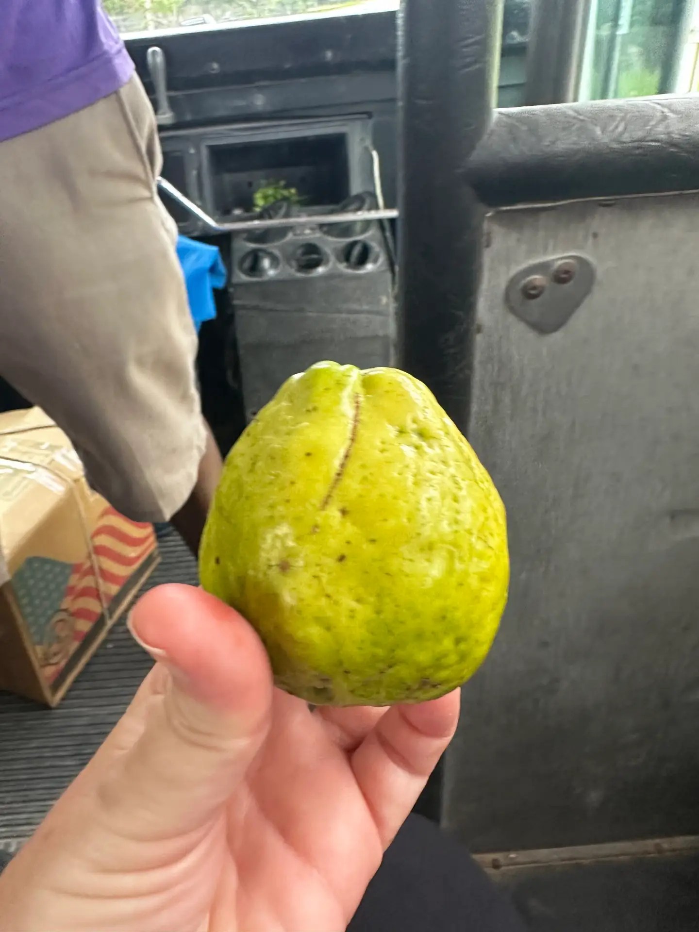 Guava fruit