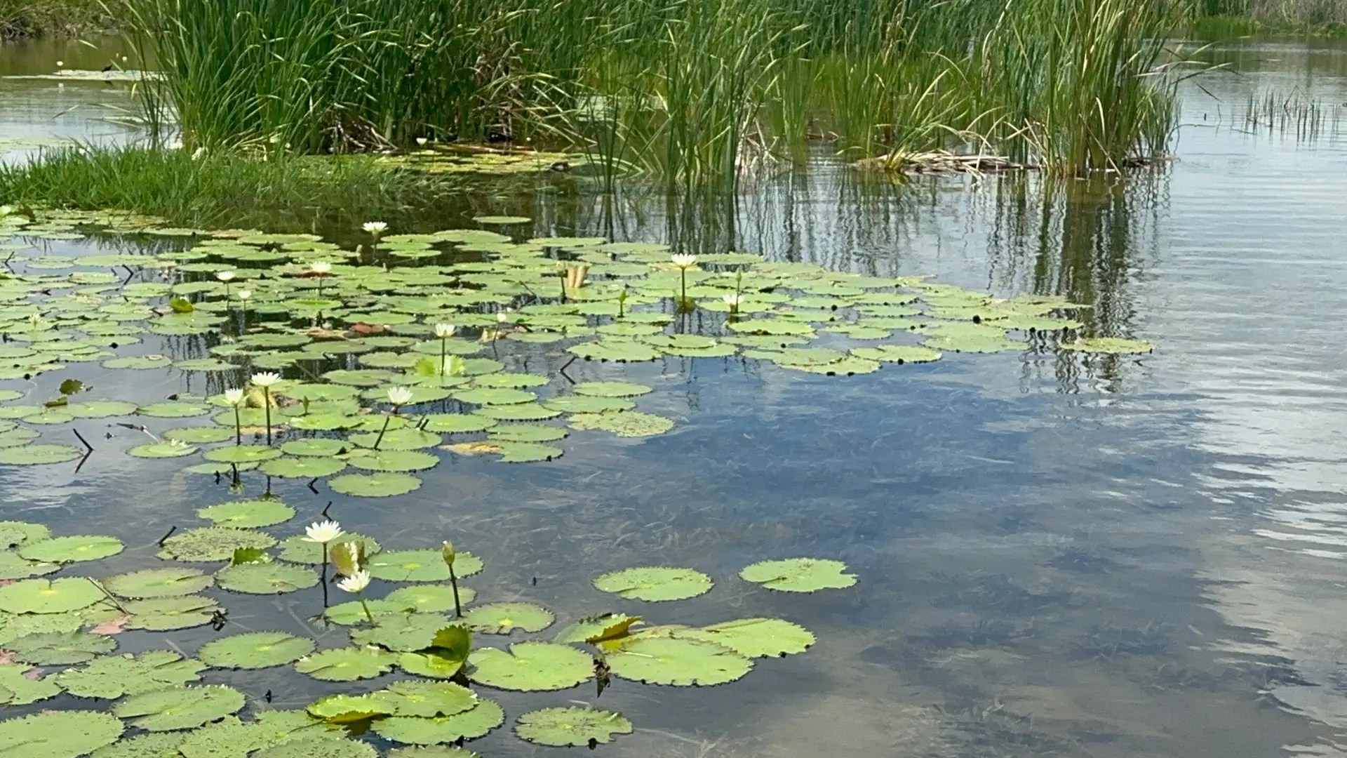 Lily pads on the New River