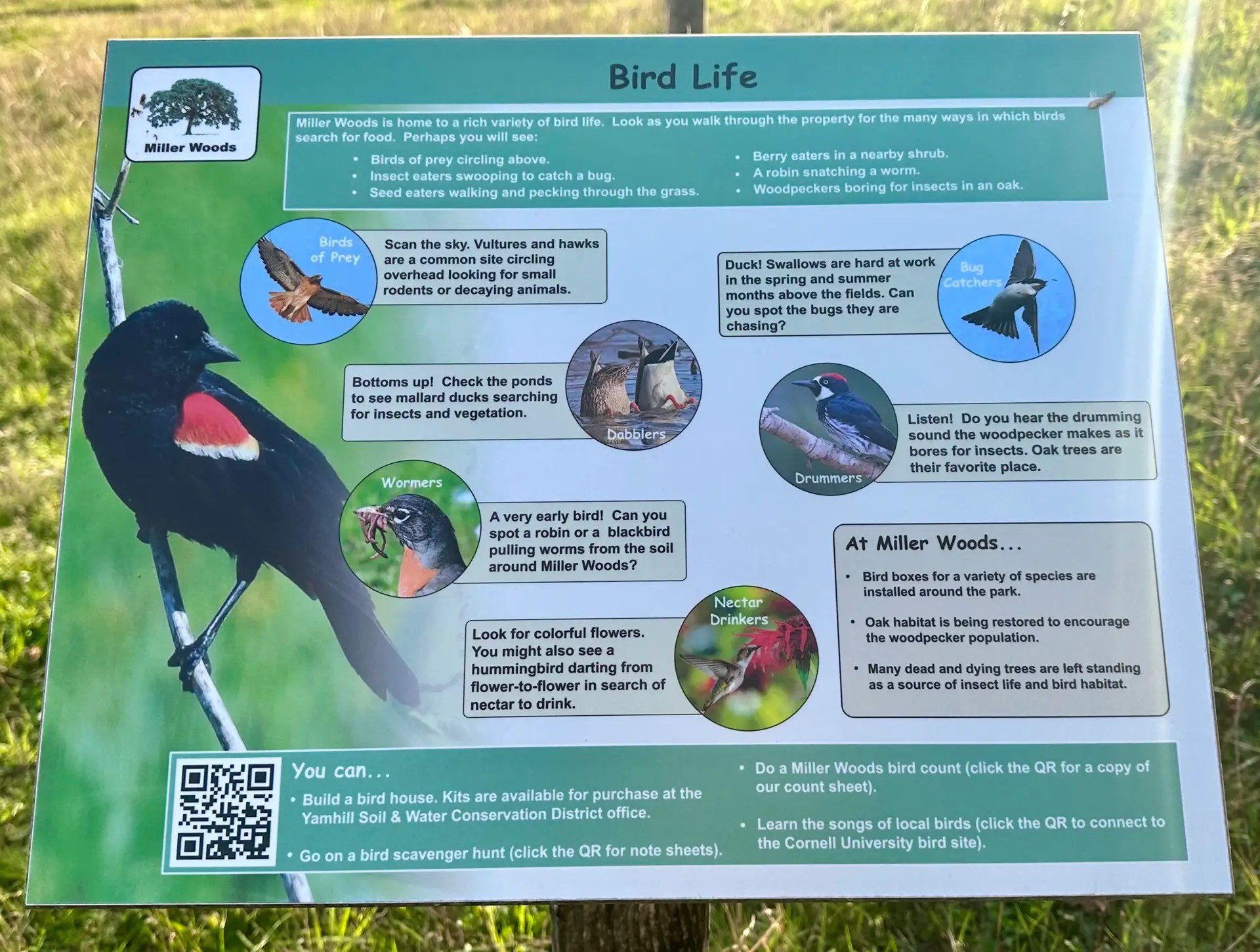 One of the interpretive signs at Miller Woods