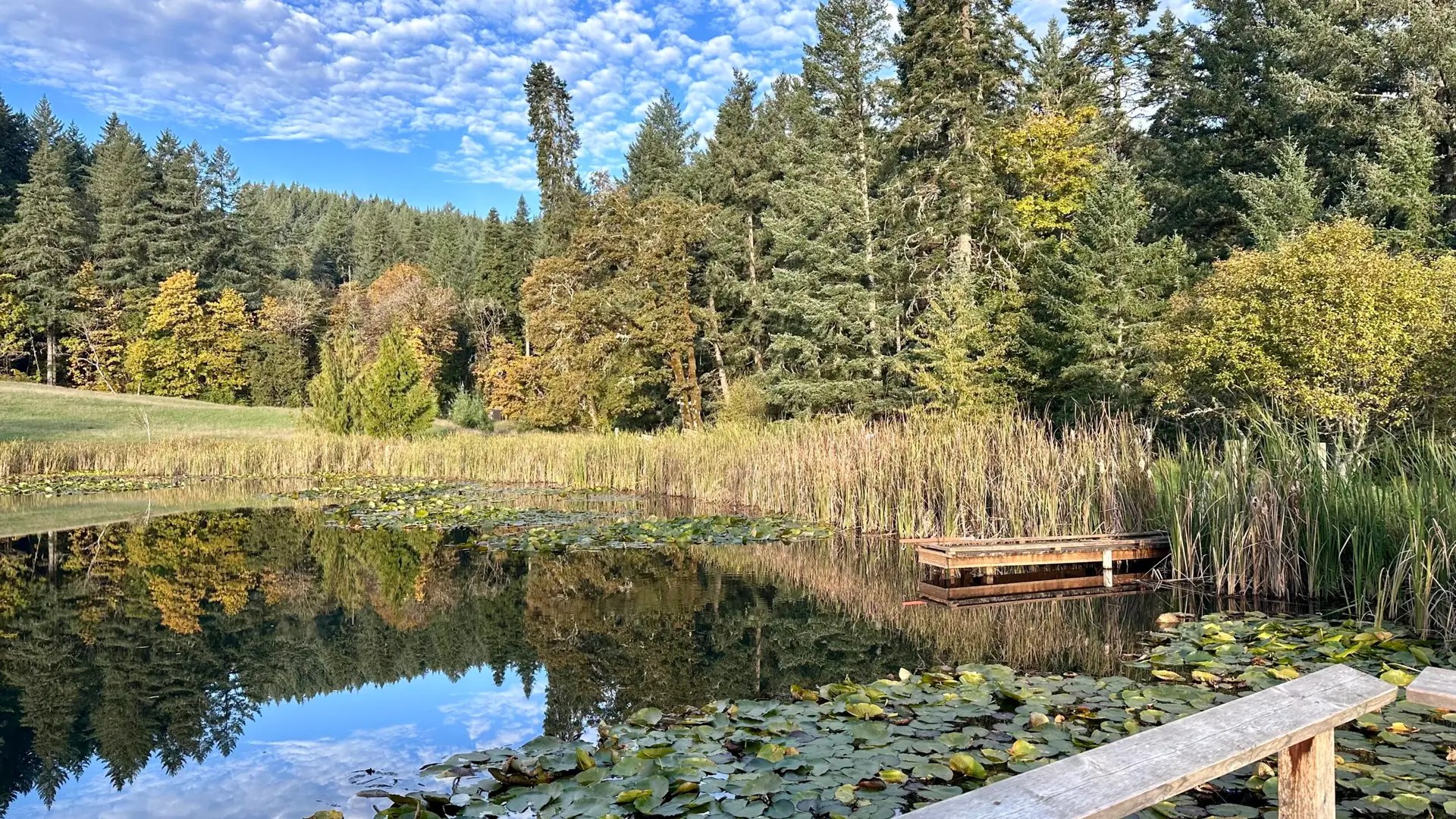 There's this cute little pond in the beginning of the park