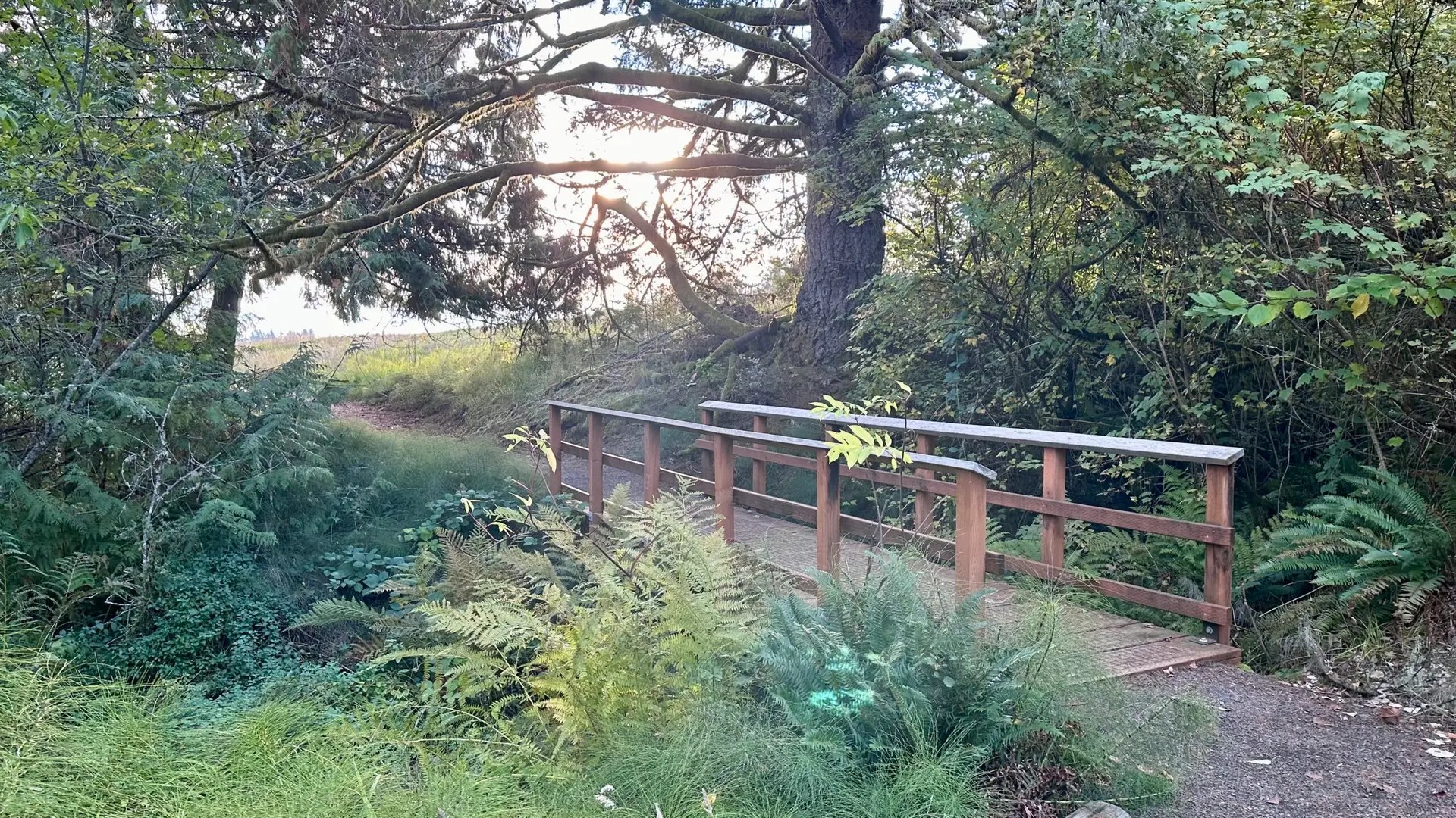 On the Miller Woods trail