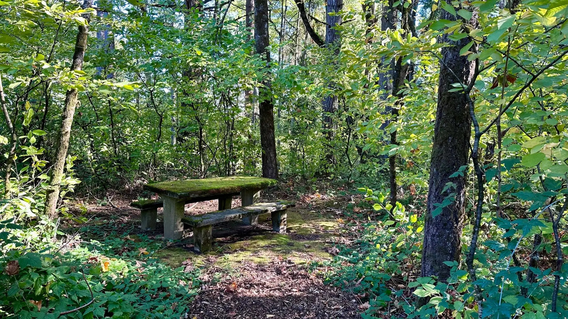Moss covered picnic tables are cool to look at...not sure how I'd feel about actually using one