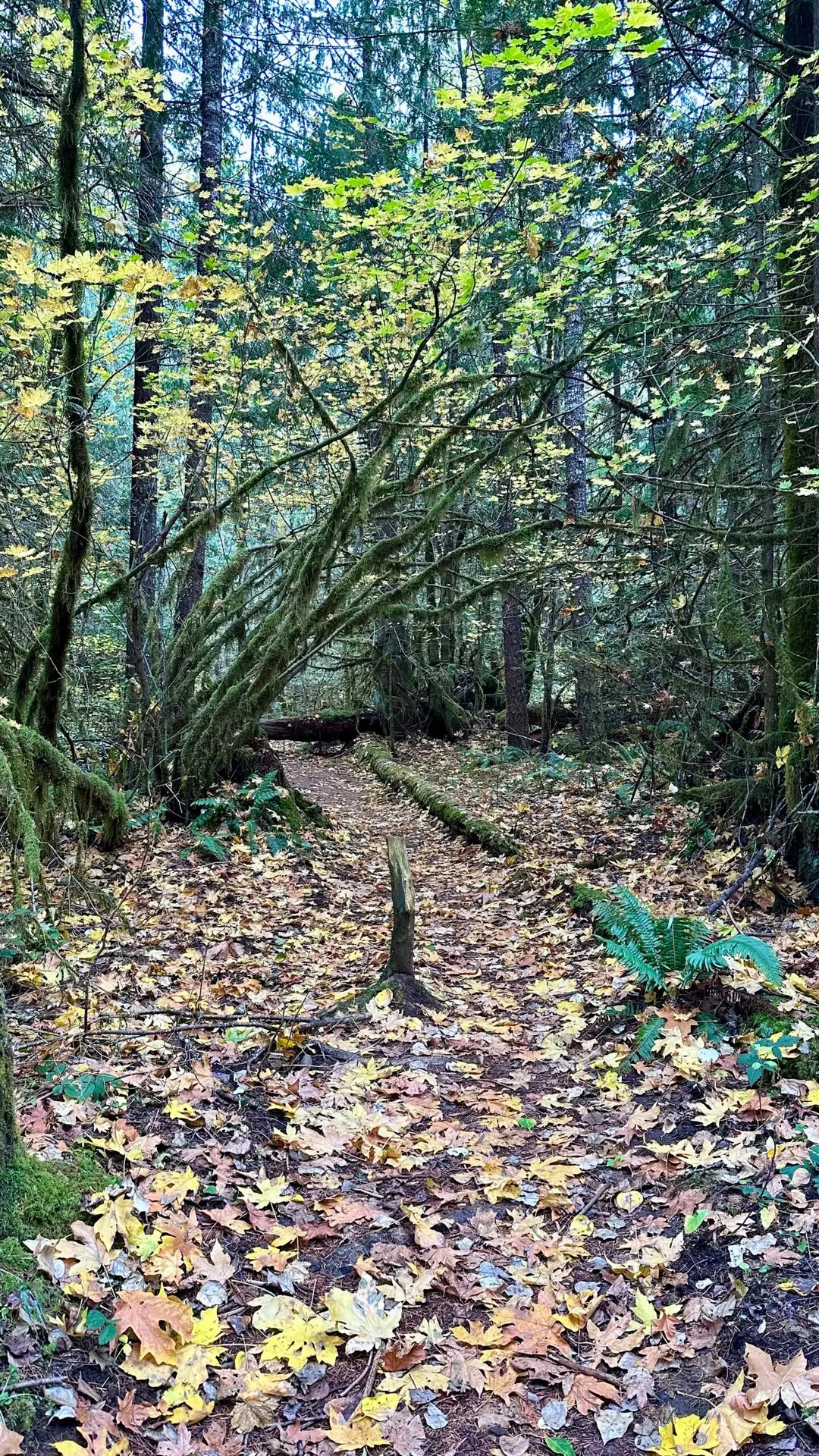 The trail to the hot springs
