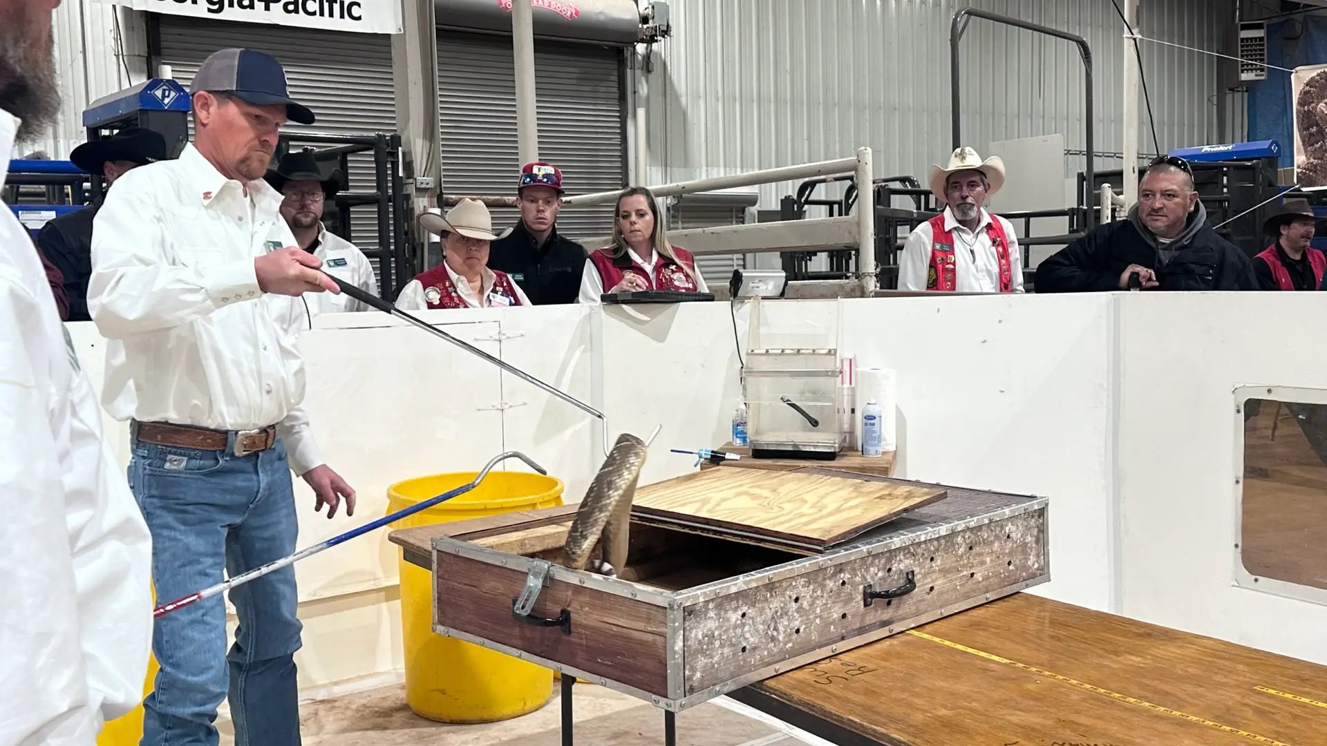 He's taking a snake out to weigh and measure it.