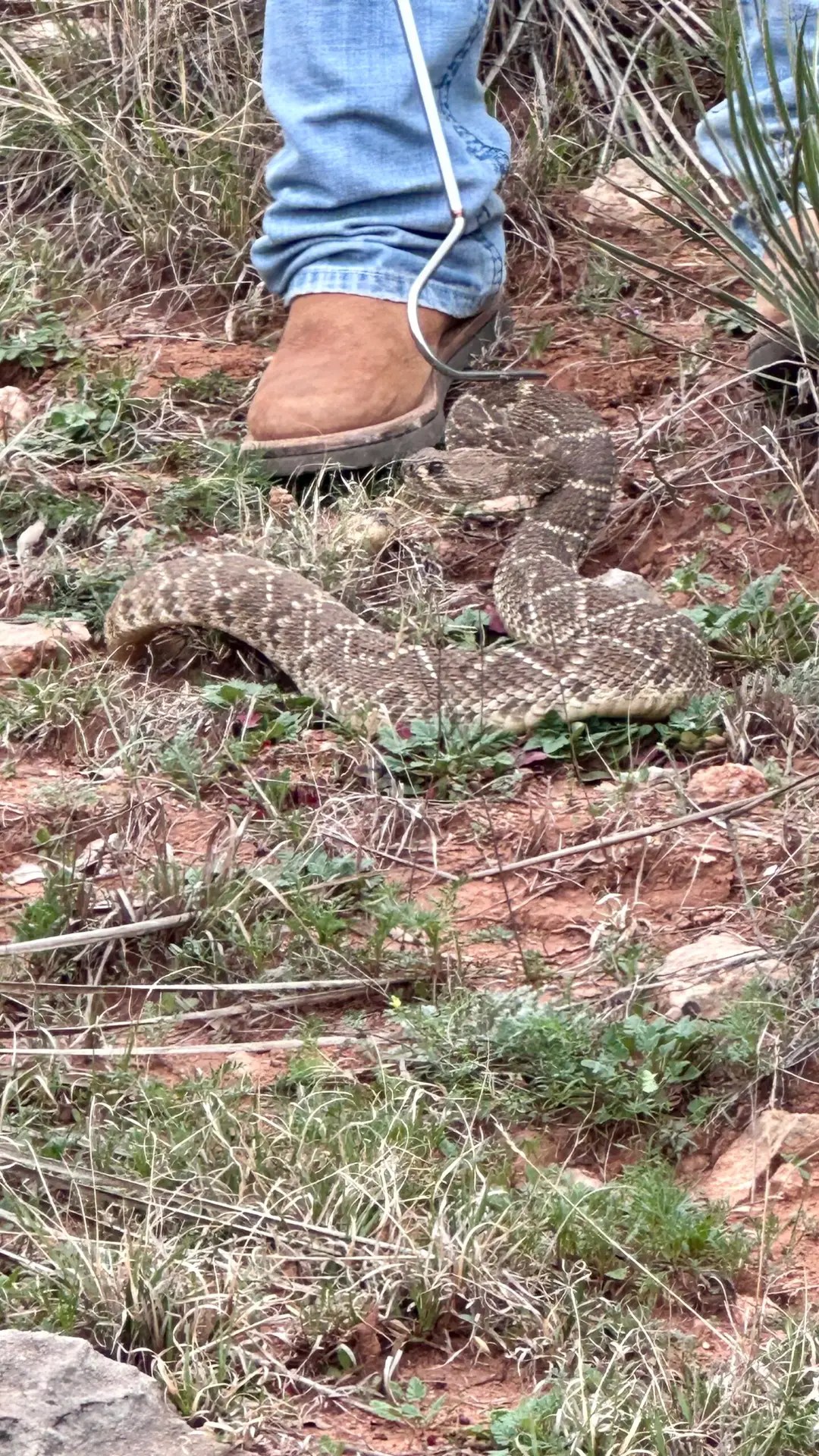 They blend in so darn well!