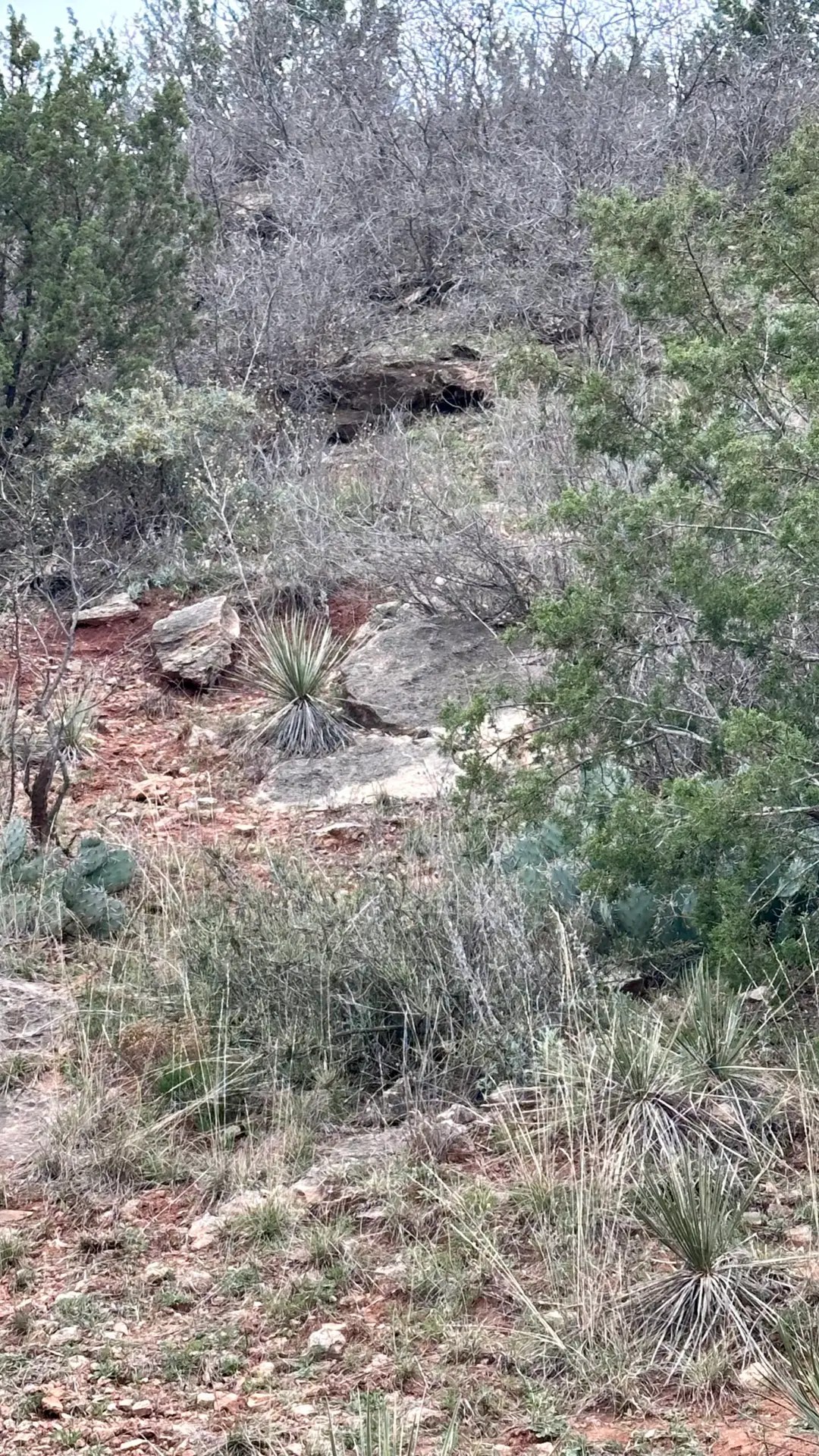 The dark spot in the back is an active rattlesnake den