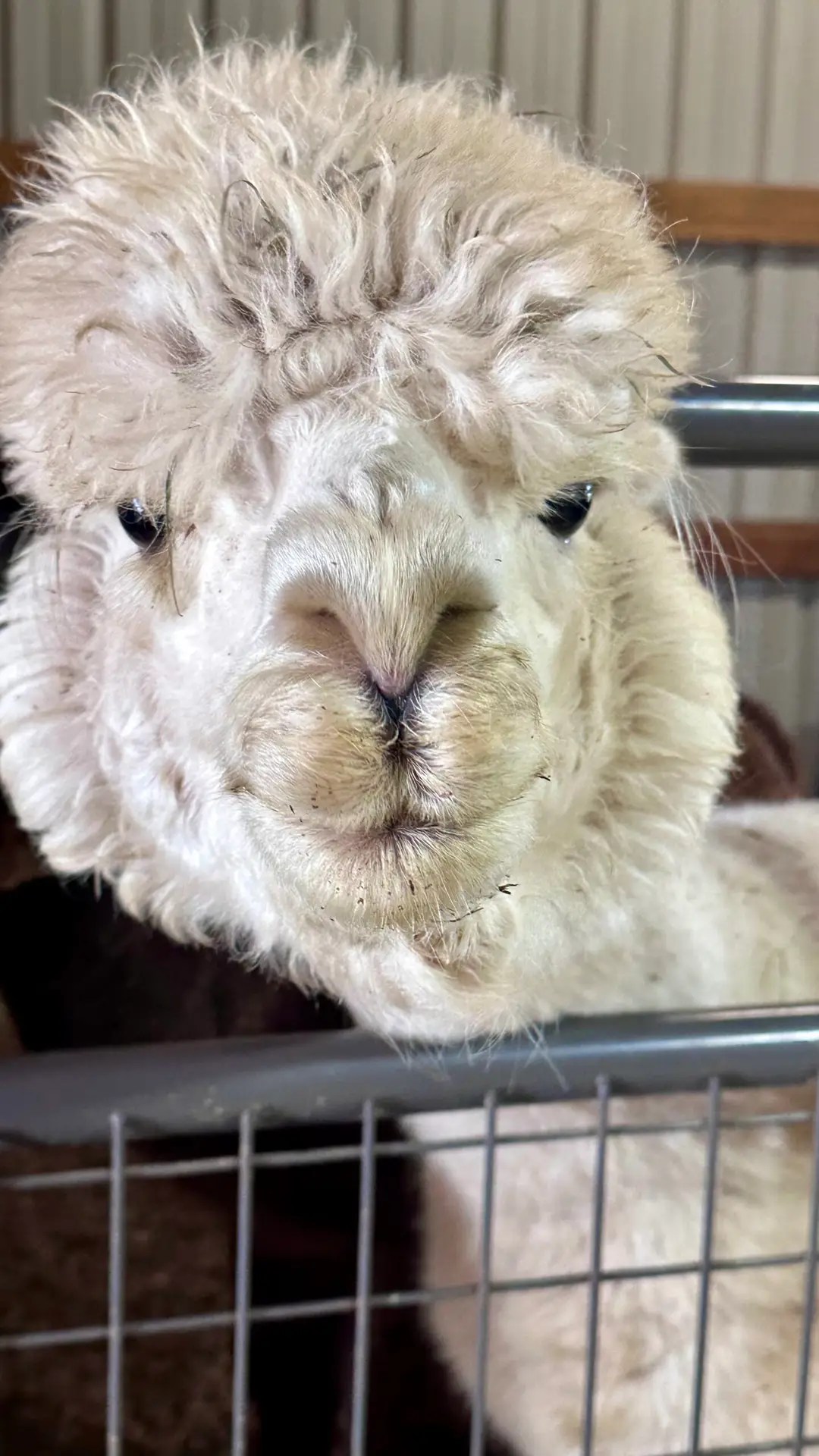 What you looking at?!