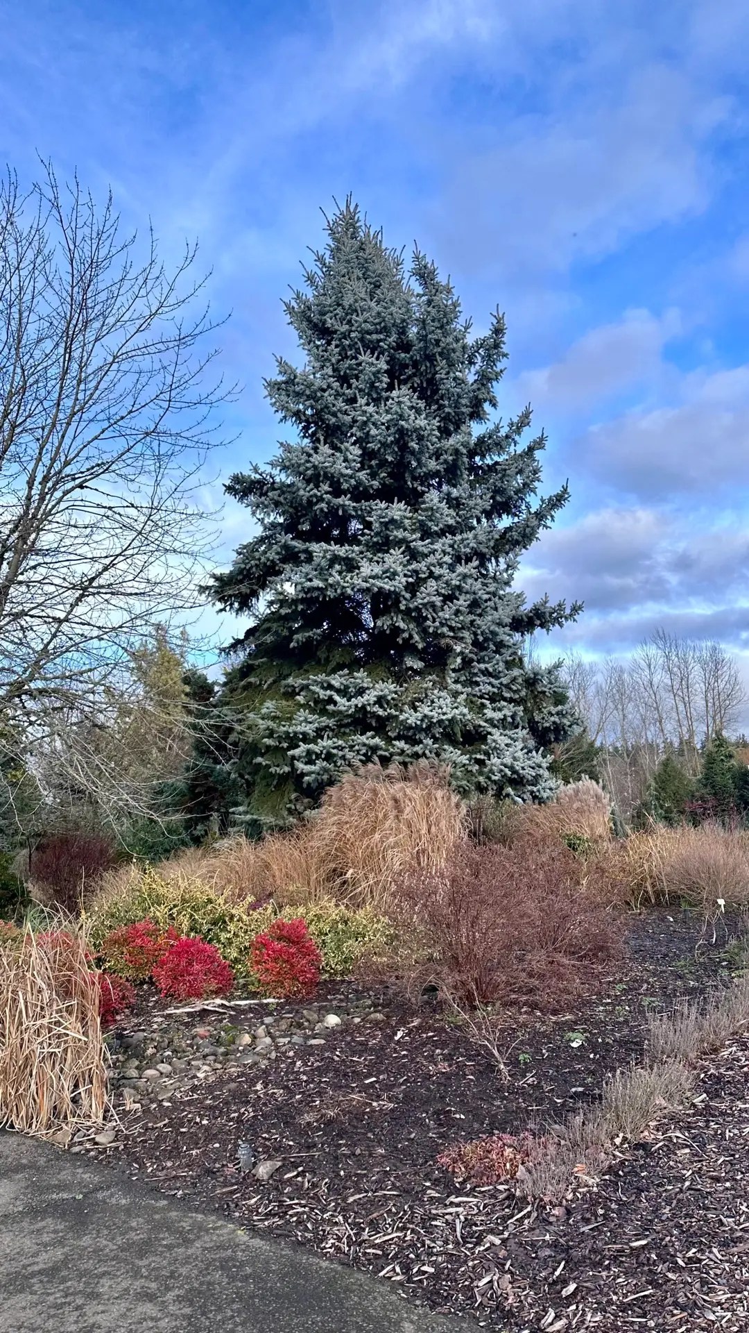 A beautiful blue spruce