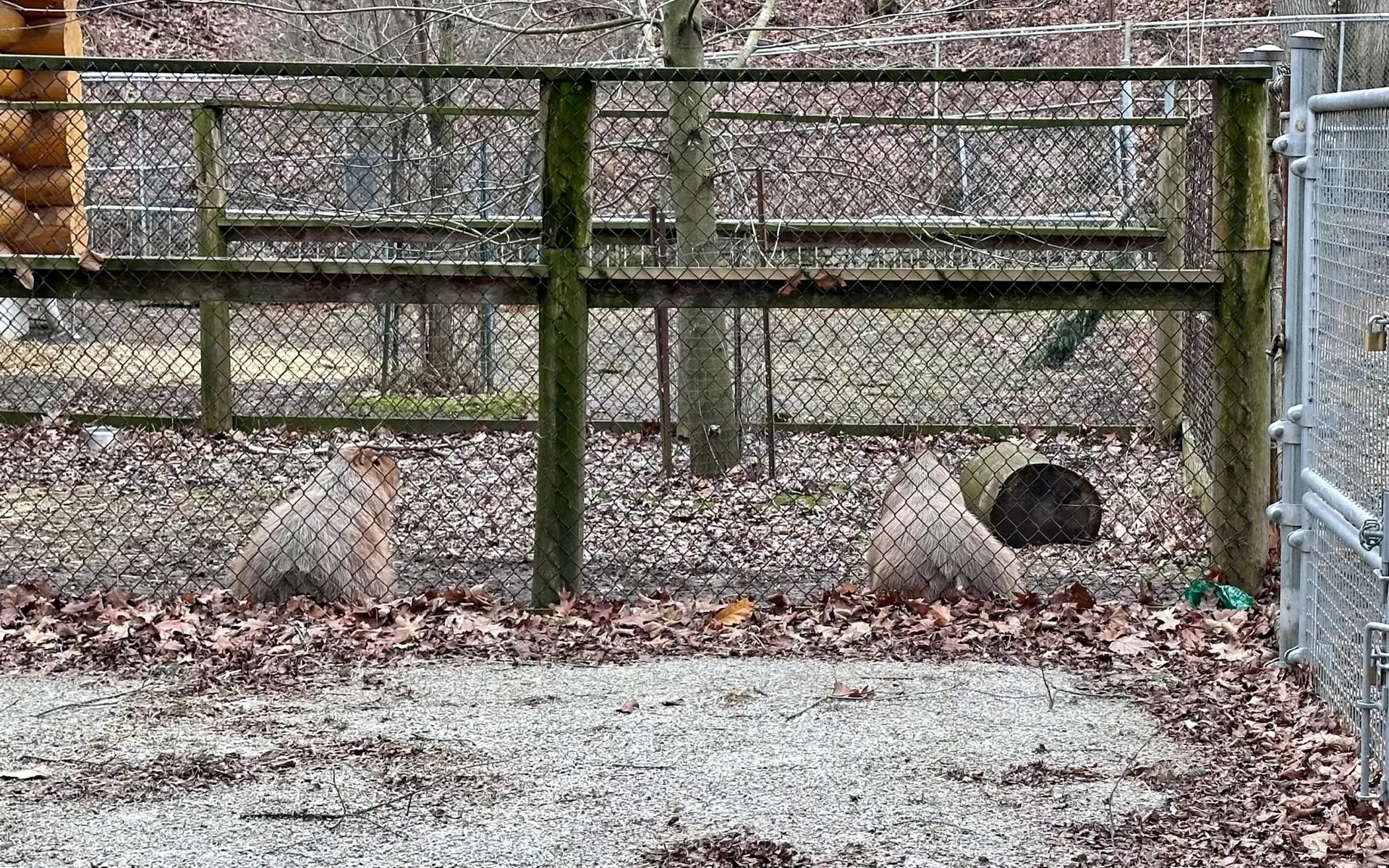 Bonnie and Clyde, the capybara escape artists