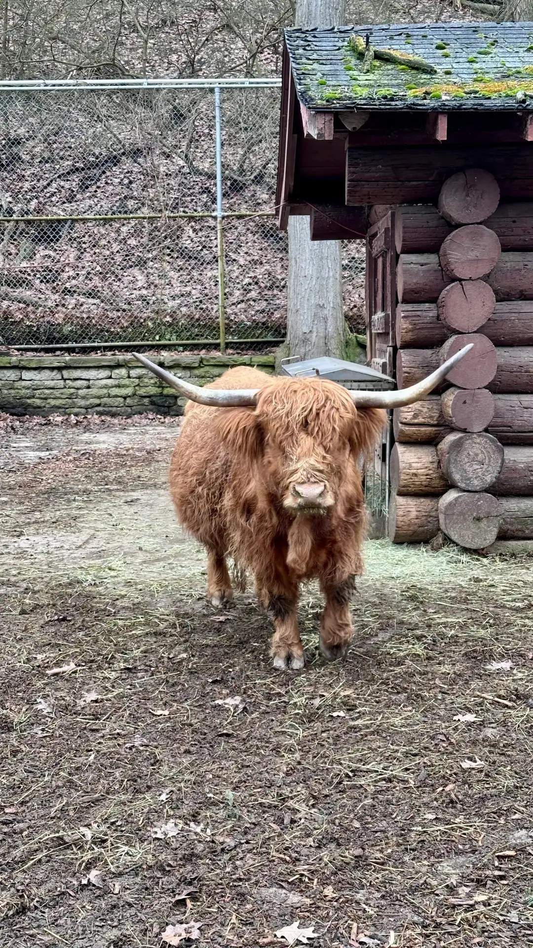 A highland cow at High Park