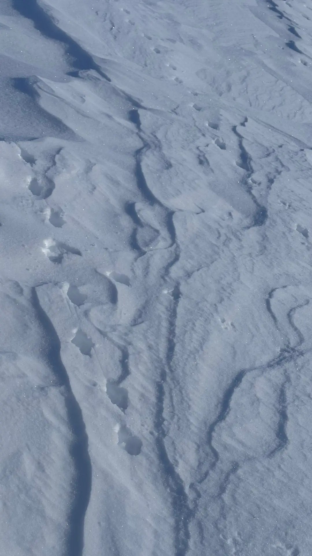 Ptarmigan tracks…the state bird of Alaska.
