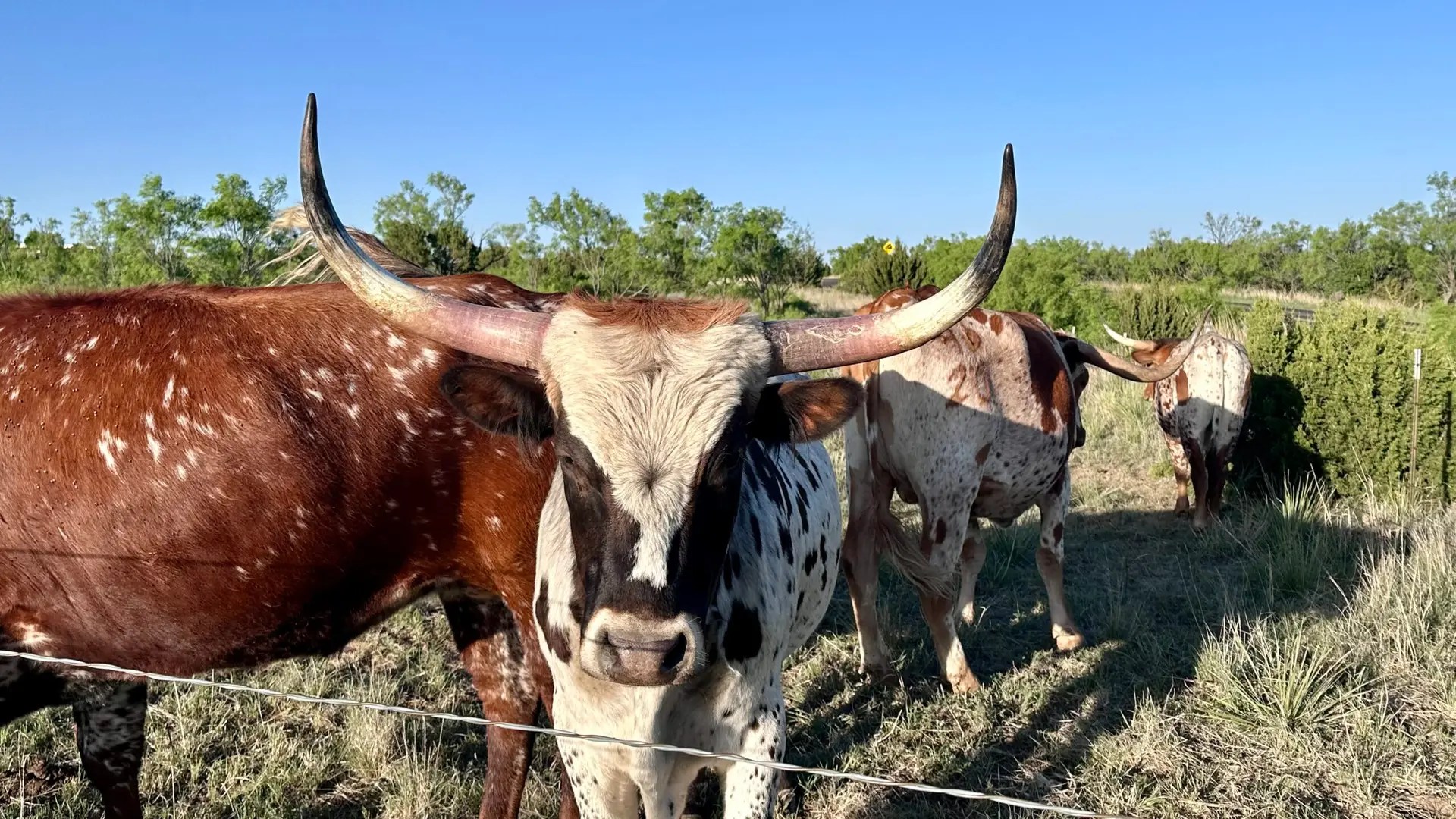 Say hello to my longhorn friend!